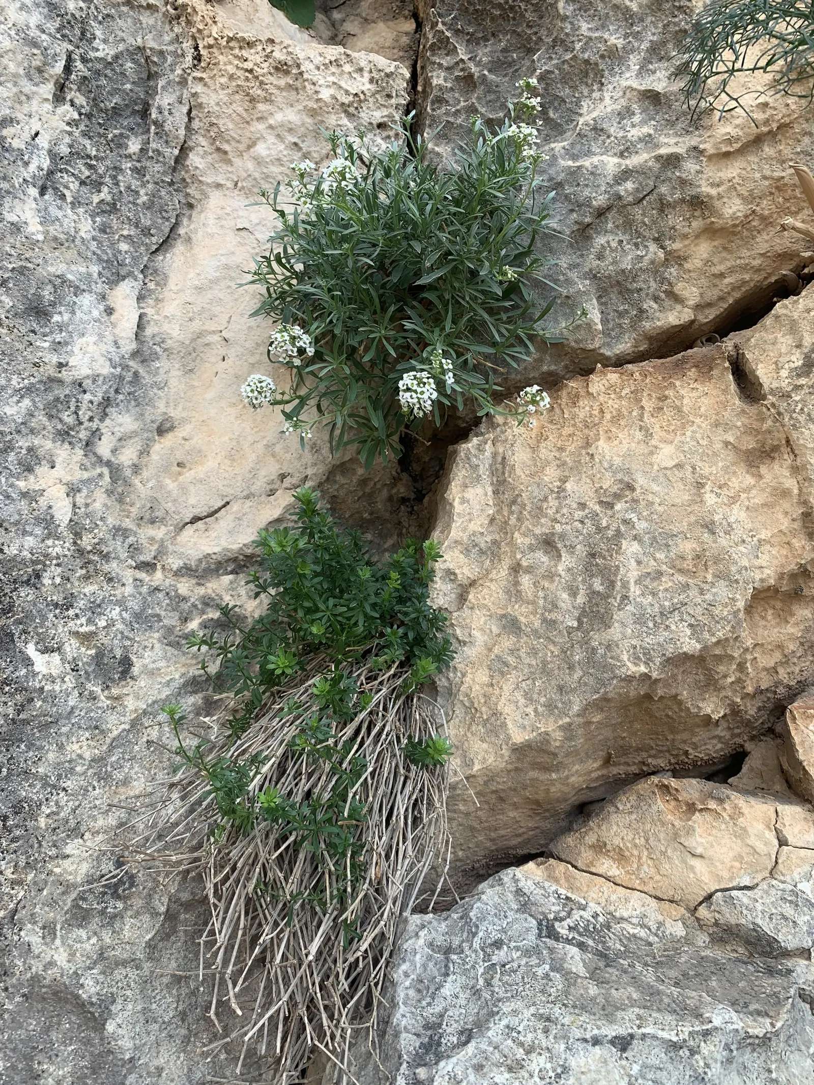 Sweet Alyssum (Lobularia Maritima) — This easy-to-grow annual thrives in USDA hardiness zones 5 through 9; sweet-scented flowers and low, image 47