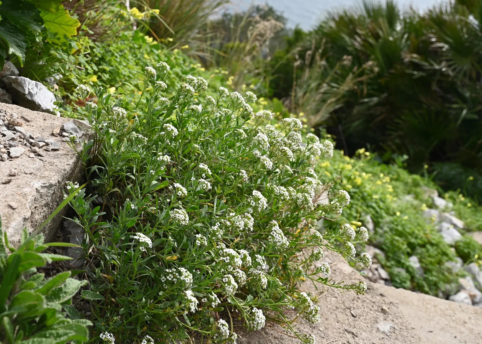 Sweet Alyssum (Lobularia Maritima) — annual / ground cover with white blooms; four-petaled flowers bloom profusely and cling closely to dainty, image 59