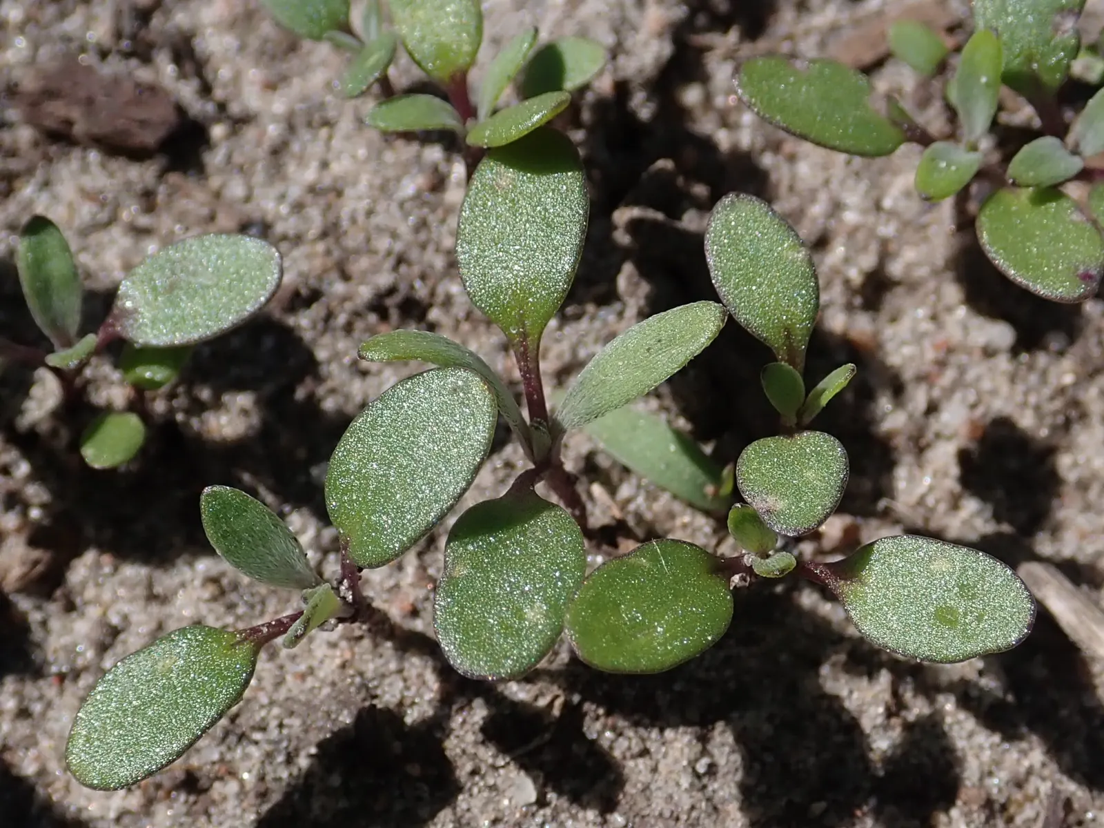 Sweet Alyssum (Lobularia Maritima) — honey-fragranced choice that attracts beneficial pollinators such as bees and butterflies