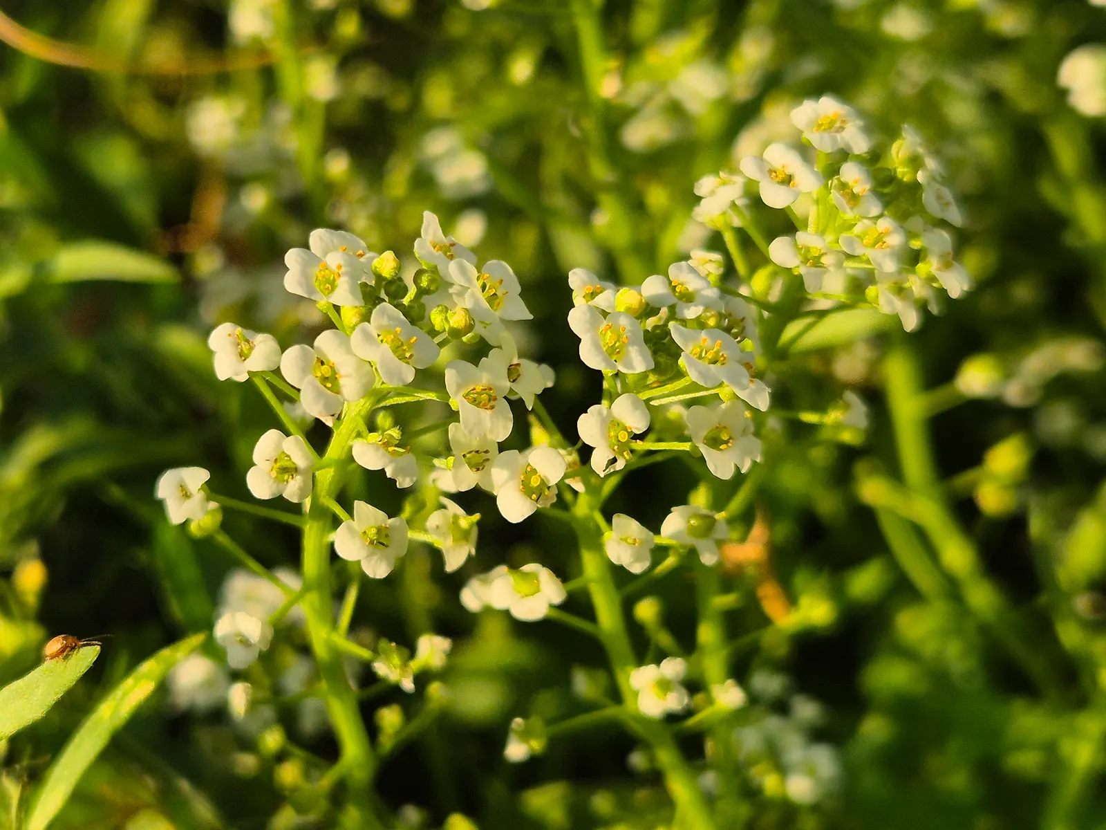 Sweet Alyssum (Lobularia Maritima) — it flourishes in full sun to part shade and reaches 3-9 inches in height with a spread of up to 12 inches, image 103