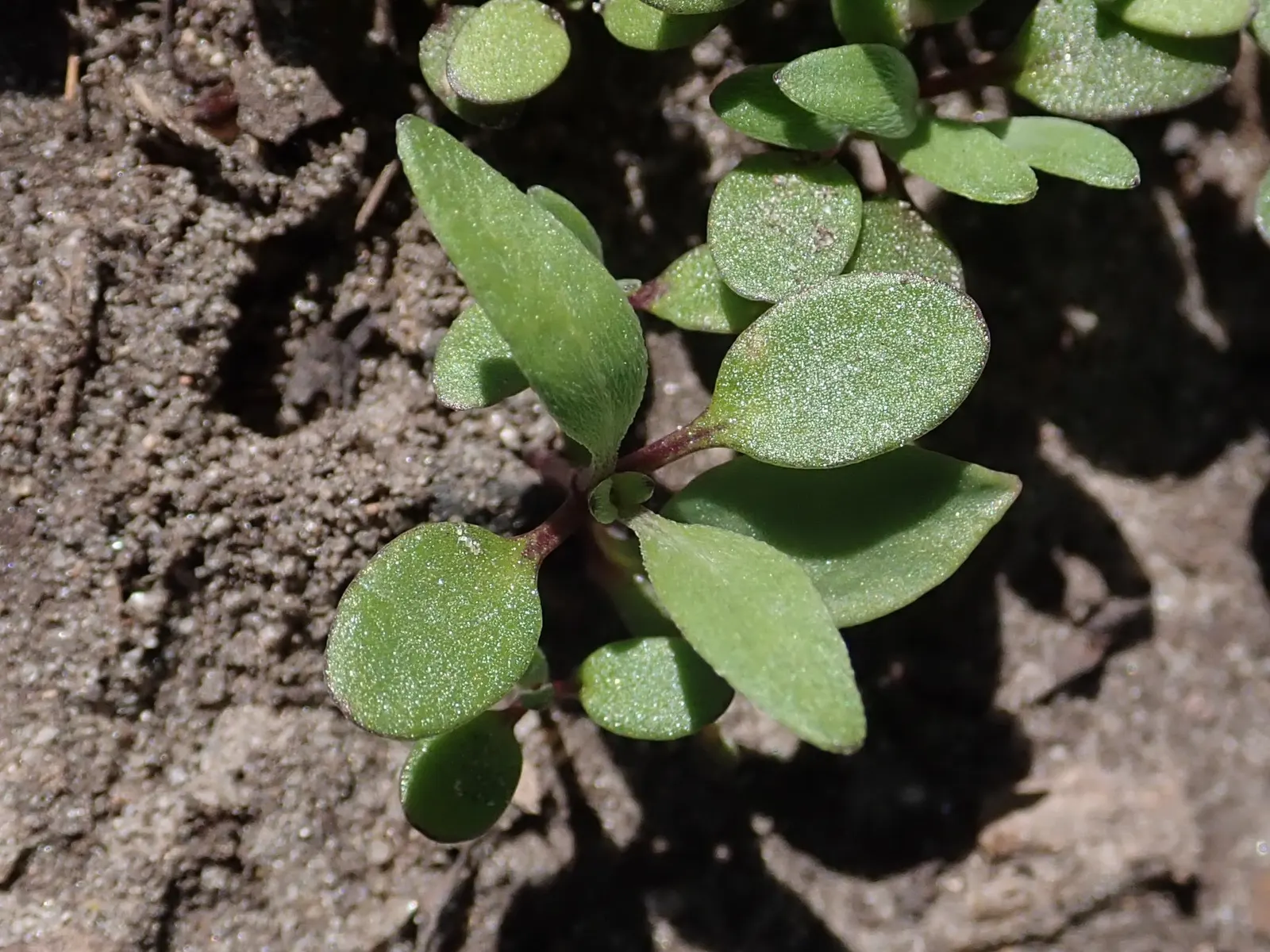 Sweet Alyssum (Lobularia Maritima) — reaching a height of 4 to 8 inches with a spread of 6 to 9 inches