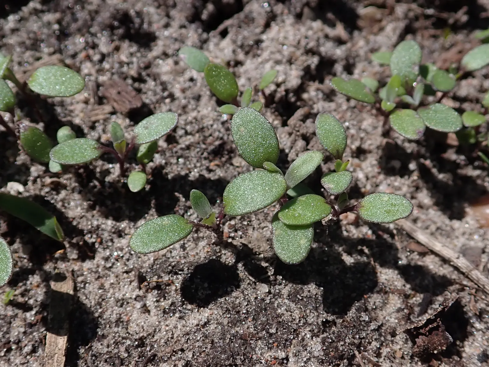 Sweet Alyssum (Lobularia Maritima) — offers a profusion of fragrant white to purple blooms; lance-shaped leaves that remain a lush grayish-green, image 122