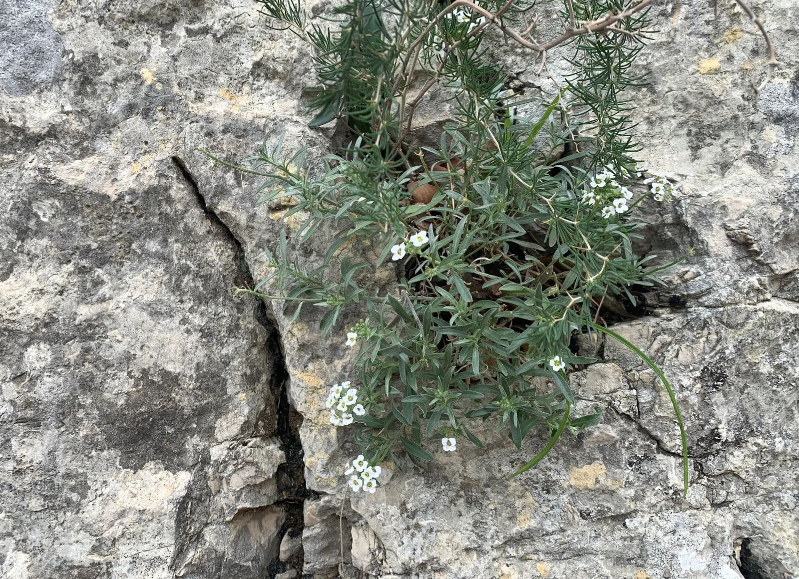 Sweet Alyssum (Lobularia Maritima) — and its versatility in borders; deadheading is seldom necessary, image 48