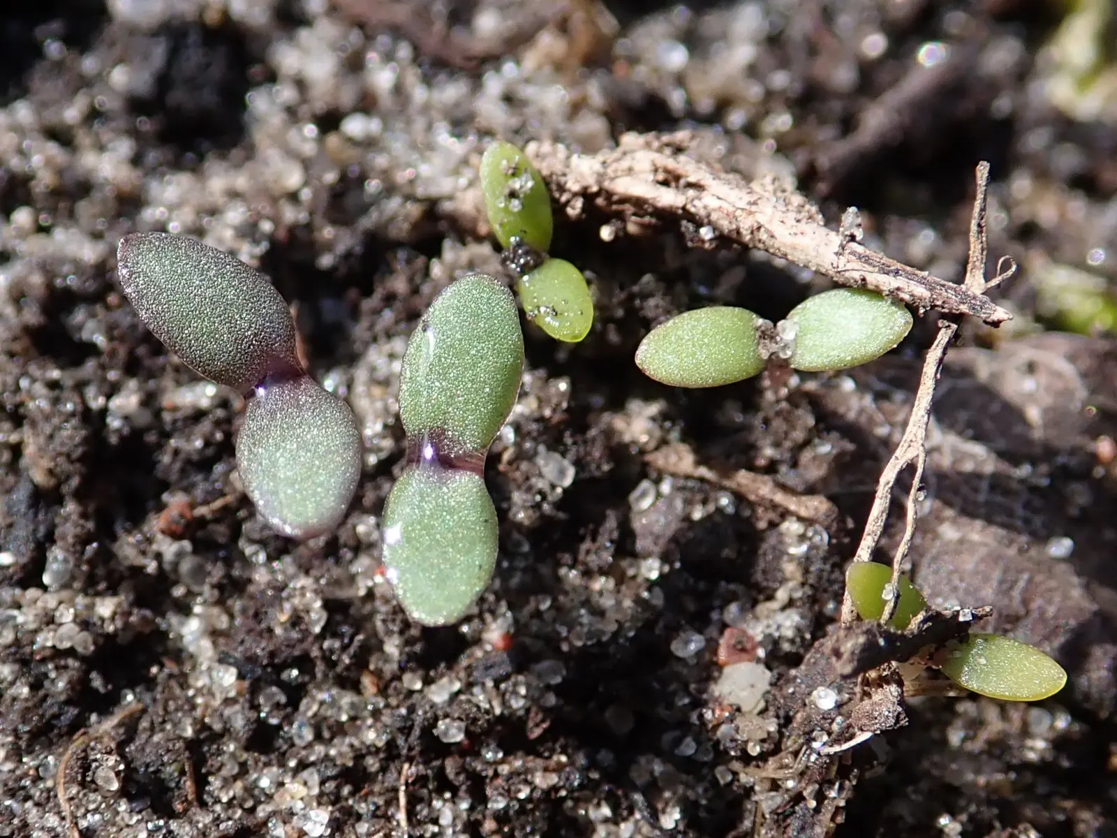Sweet Alyssum (Lobularia Maritima) — and its versatility in borders; deadheading is seldom necessary, image 108