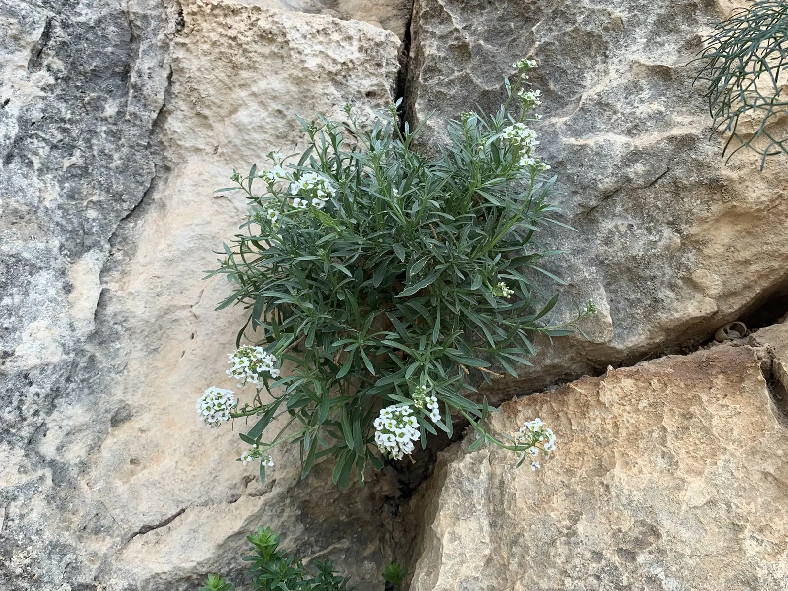 Sweet Alyssum (Lobularia Maritima) — it flourishes in full sun to part shade and reaches 3-9 inches in height with a spread of up to 12 inches, image 43