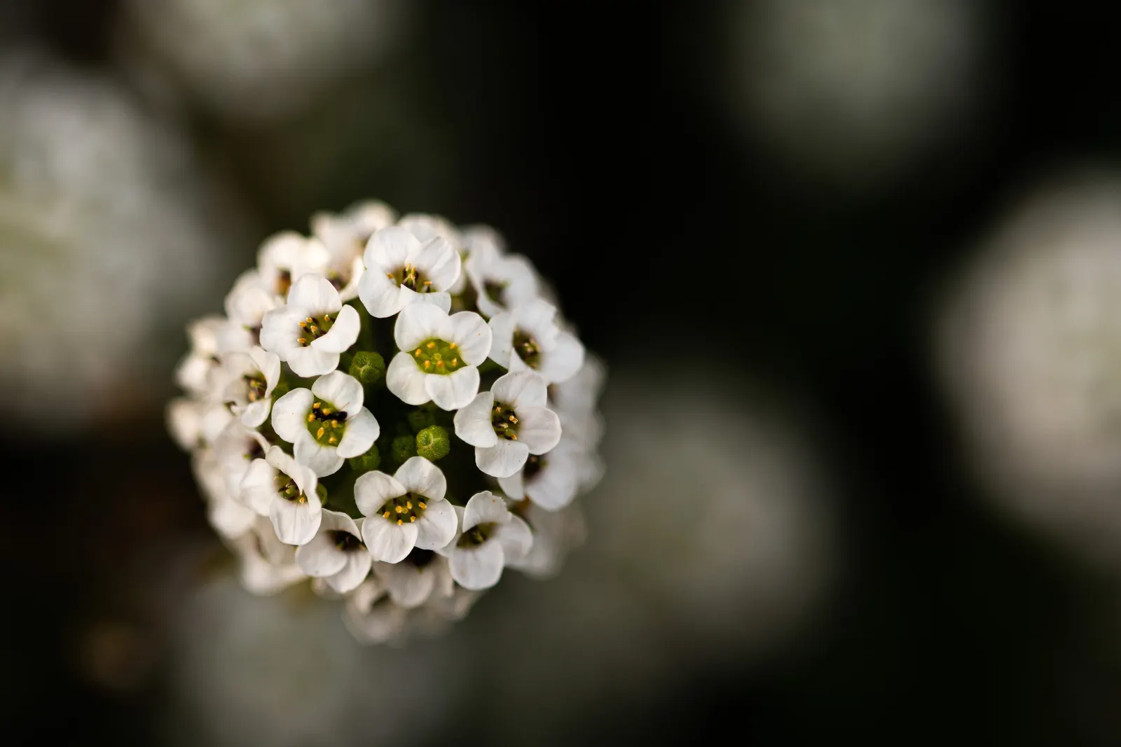 Sweet Alyssum (Lobularia Maritima) — as it frequently self-seeds and provides an enduring presence in the garden.<br><br>For the client; honey-fragranced