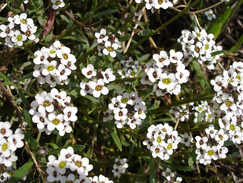Sweet Alyssum (Lobularia Maritima) — The blossoms are typically white but can come in shades of pink; sweet Alyssum (Lobularia maritima)