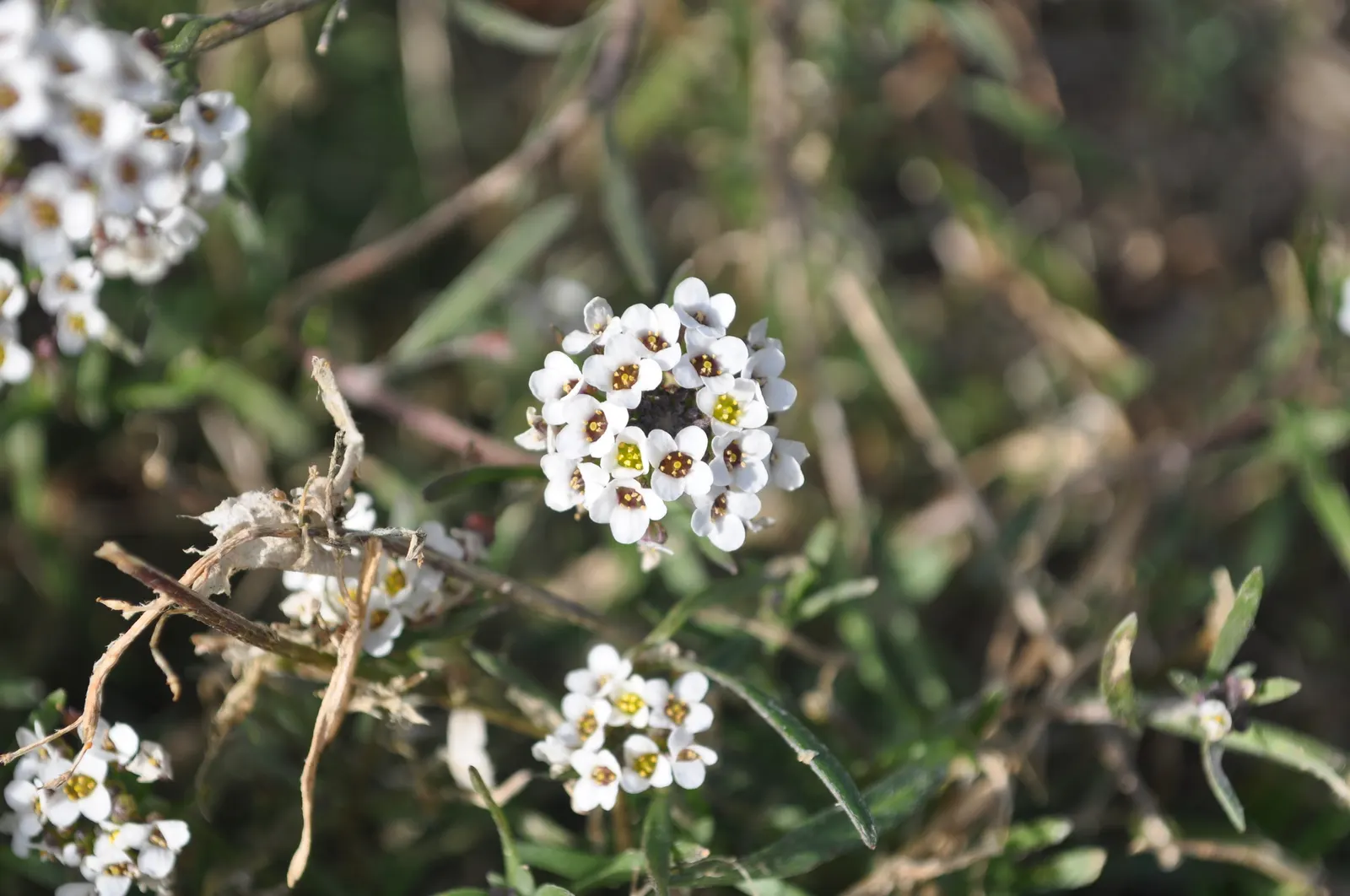Sweet Alyssum (Lobularia Maritima) — providing an elegant yet effortless complement to any garden design