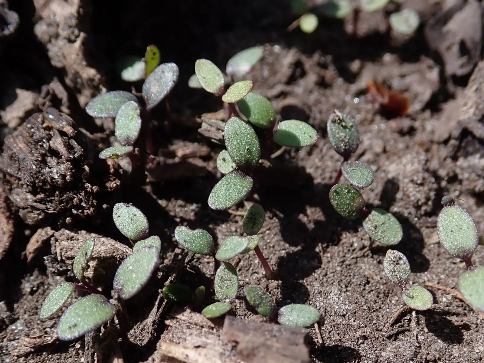 Sweet Alyssum (Lobularia Maritima) — Its flowering prowess from late spring through fall offers long-lasting visual interest; reaching a height of, image 116