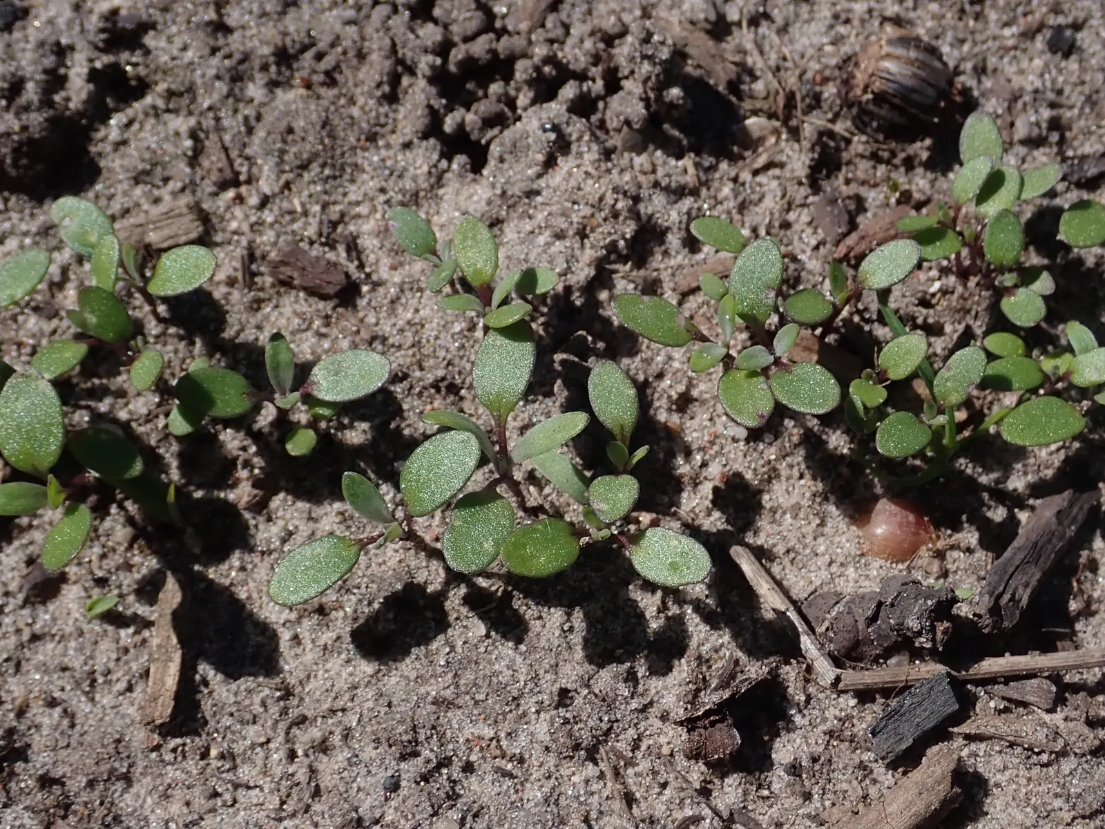 Sweet Alyssum (Lobularia Maritima) — Sweet Alyssum (Lobularia maritima); drought-tolerant and low-maintenance, image 121