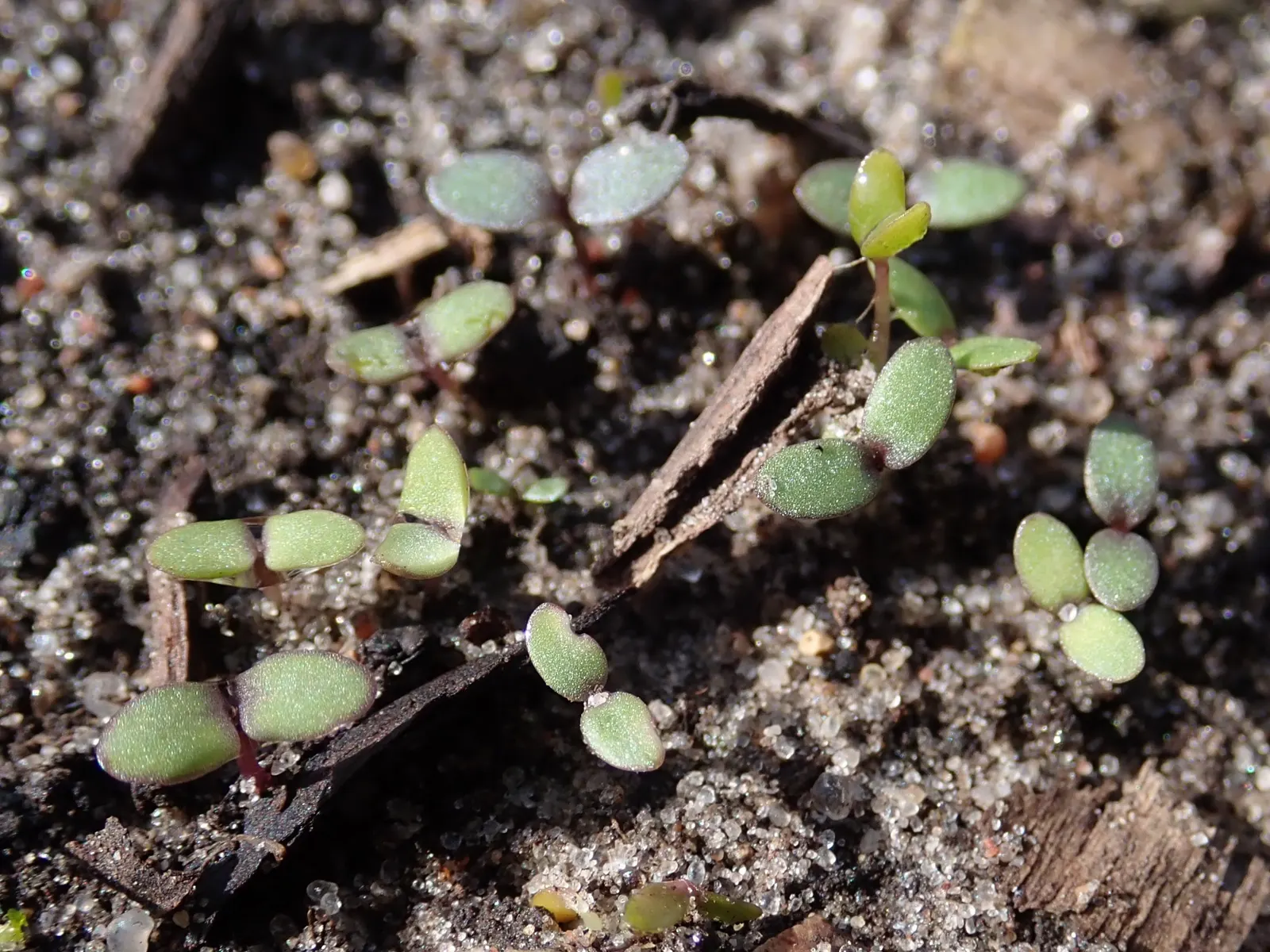Sweet Alyssum (Lobularia Maritima) — as it frequently self-seeds and provides an enduring presence in the garden.<br><br>For the client, image 114
