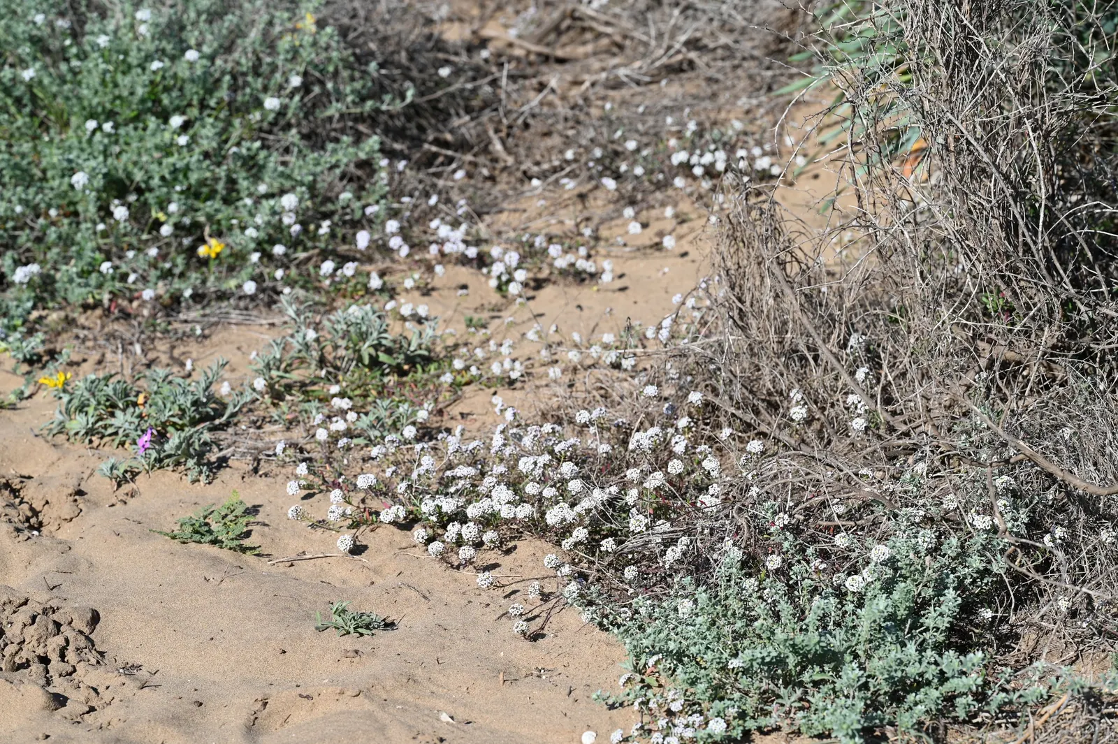 Sweet Alyssum (Lobularia Maritima) — and its versatility in borders; deadheading is seldom necessary