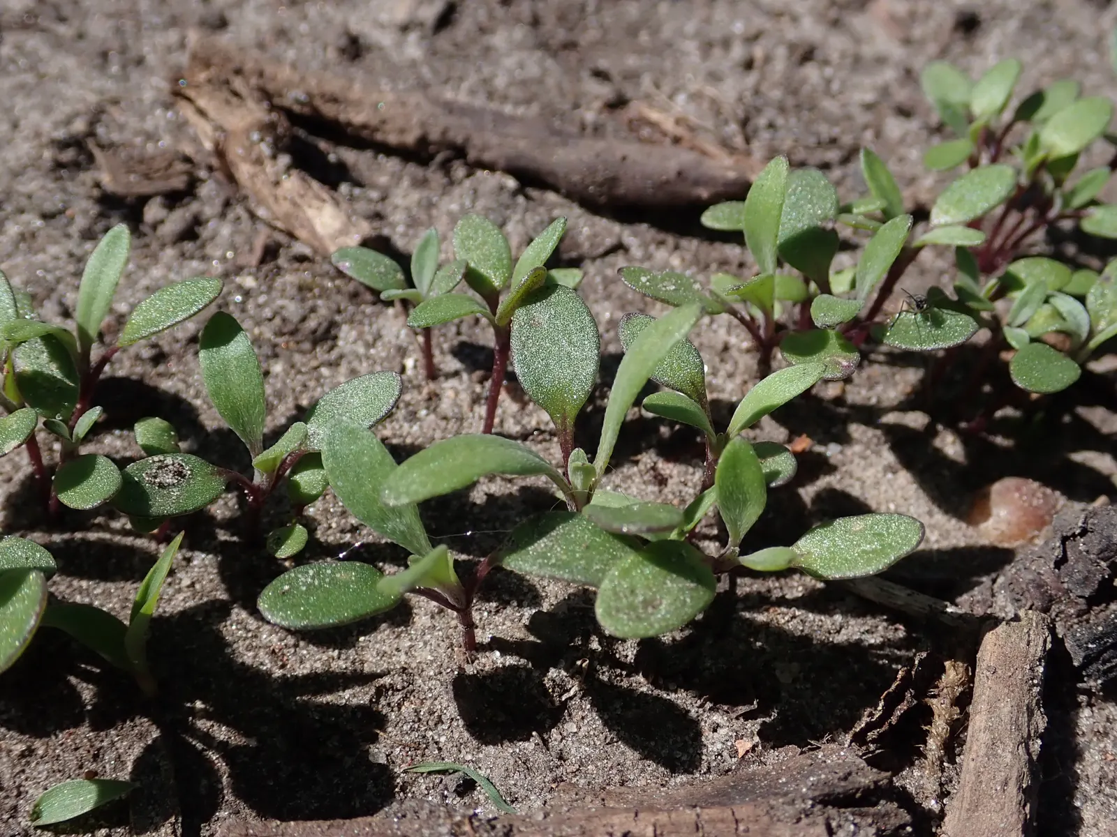 Sweet Alyssum (Lobularia Maritima) — lance-shaped leaves that remain a lush grayish-green throughout the growing season; as it frequently, image 111