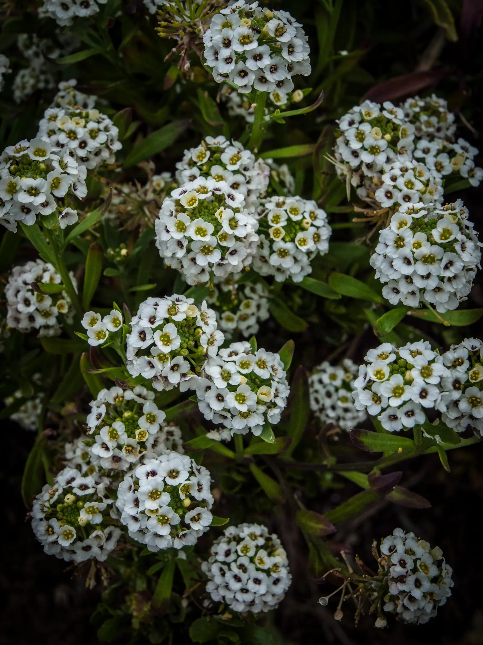 Sweet Alyssum (Lobularia Maritima) — annual / ground cover for full or half or shade; providing an elegant yet effortless complement to any garden design