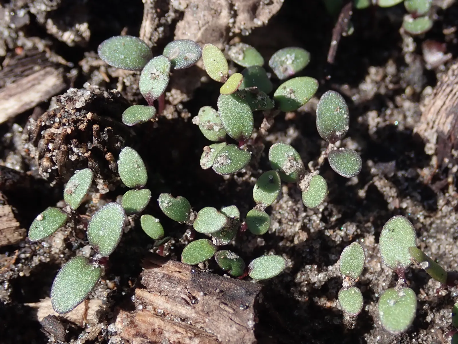Sweet Alyssum (Lobularia Maritima) — annual / ground cover with white blooms; four-petaled flowers bloom profusely and cling closely to dainty