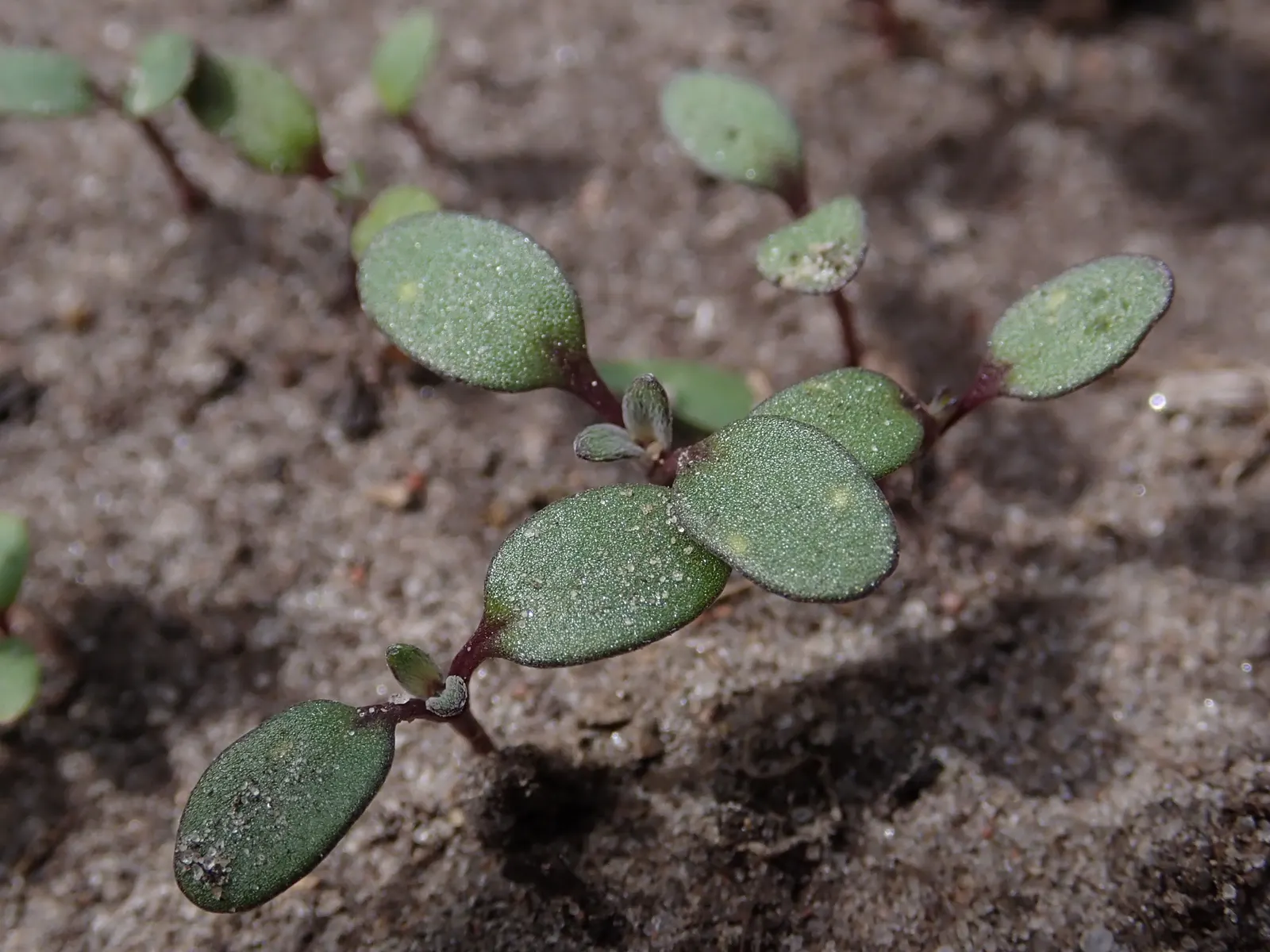 Sweet Alyssum (Lobularia Maritima) — Sweet Alyssum (Lobularia maritima)