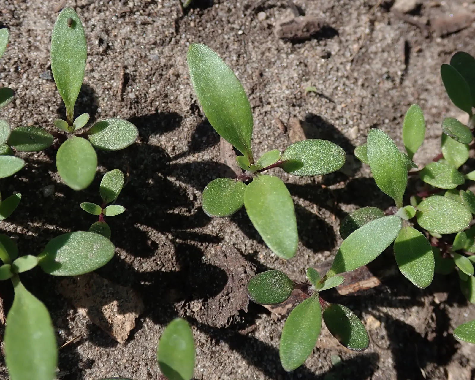 Sweet Alyssum (Lobularia Maritima) — The blossoms are typically white but can come in shades of pink; sweet Alyssum (Lobularia maritima), image 112