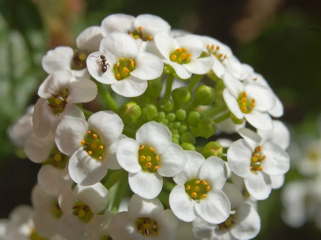 Sweet Alyssum (Lobularia Maritima) — four-petaled flowers bloom profusely and cling closely to dainty; this easy-to-grow annual thrives in USDA, image 50