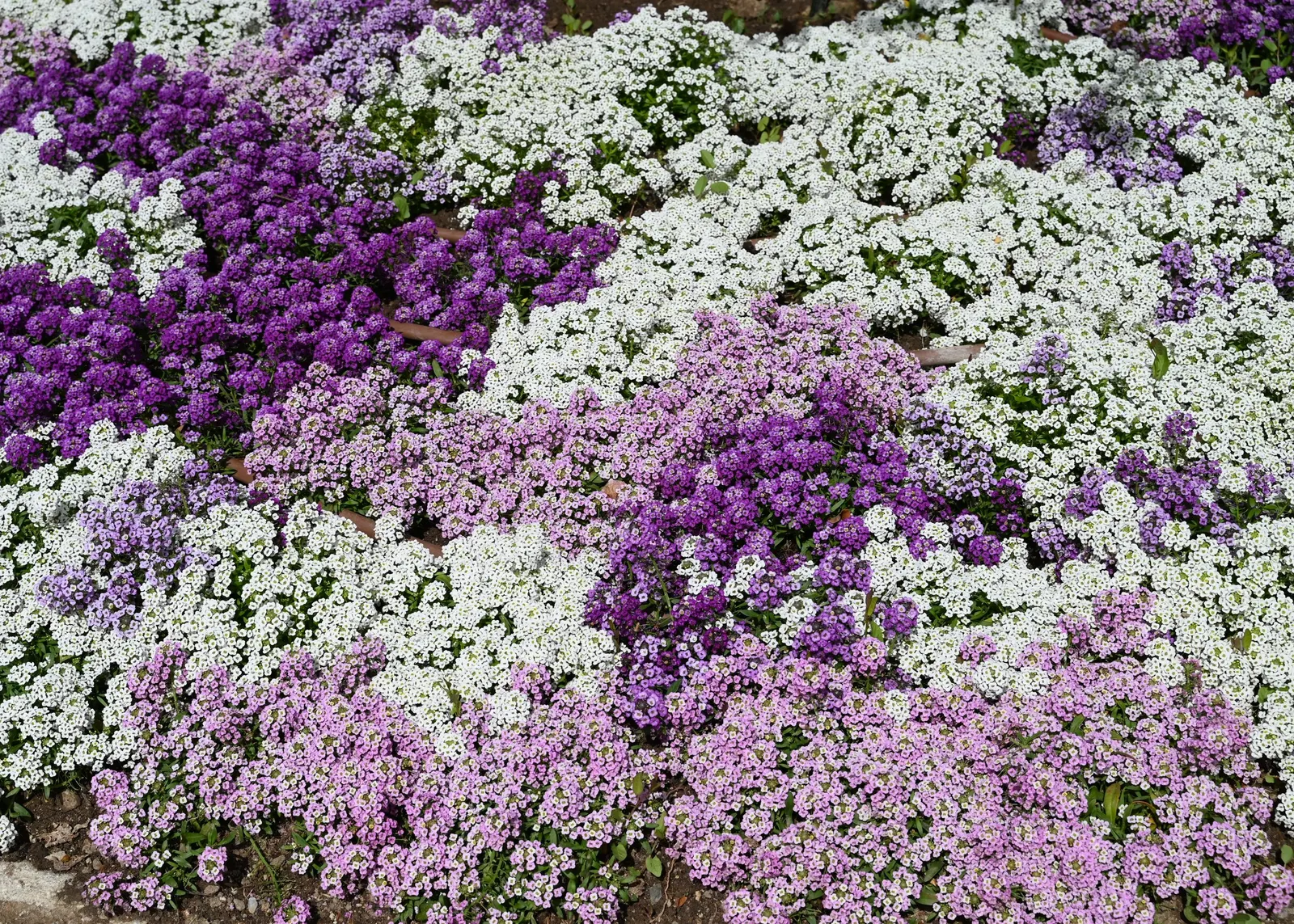 Sweet Alyssum (Lobularia Maritima) — The blossoms are typically white but can come in shades of pink; sweet Alyssum (Lobularia maritima), image 52