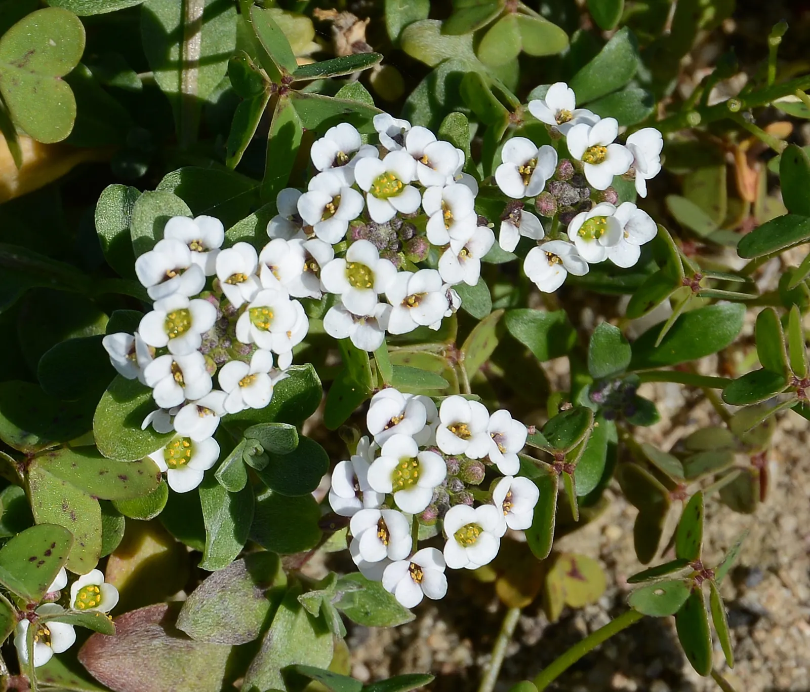 Sweet Alyssum (Lobularia Maritima) — Drought-tolerant and low-maintenance