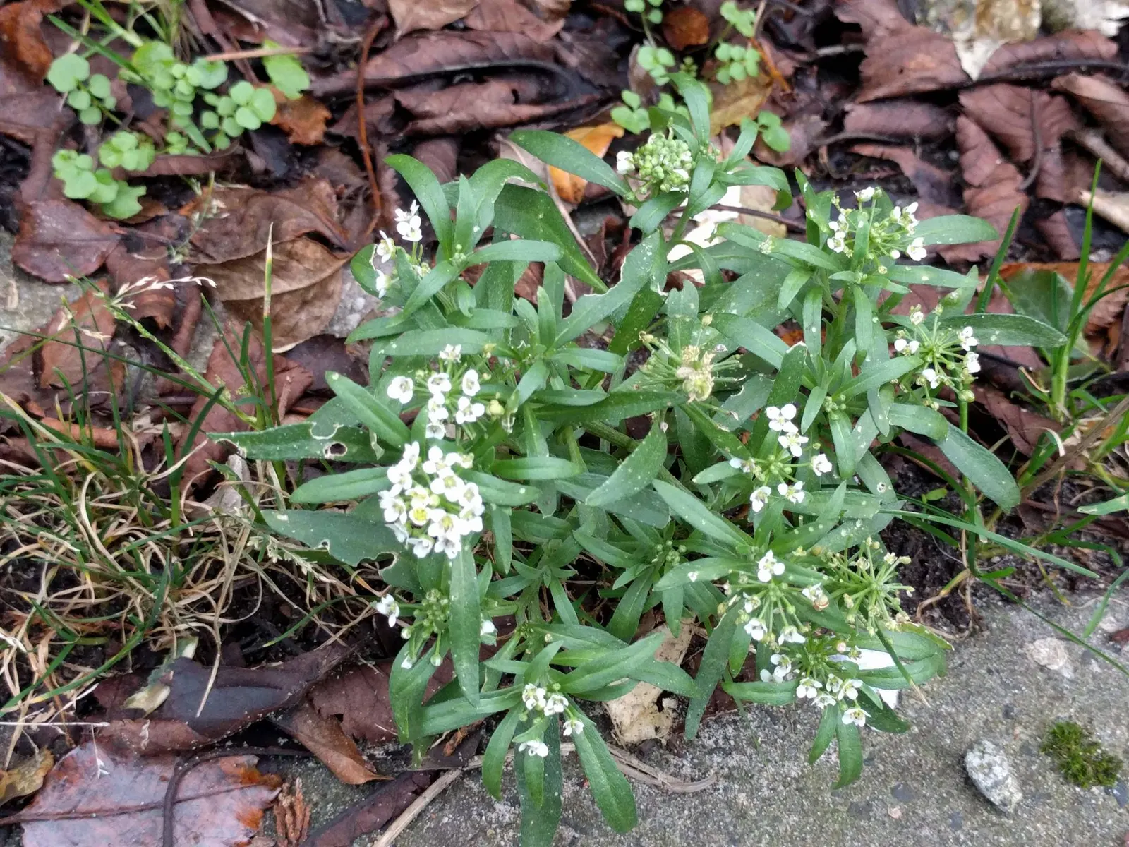 Sweet Alyssum (Lobularia Maritima) — annual / ground cover for full or half or shade