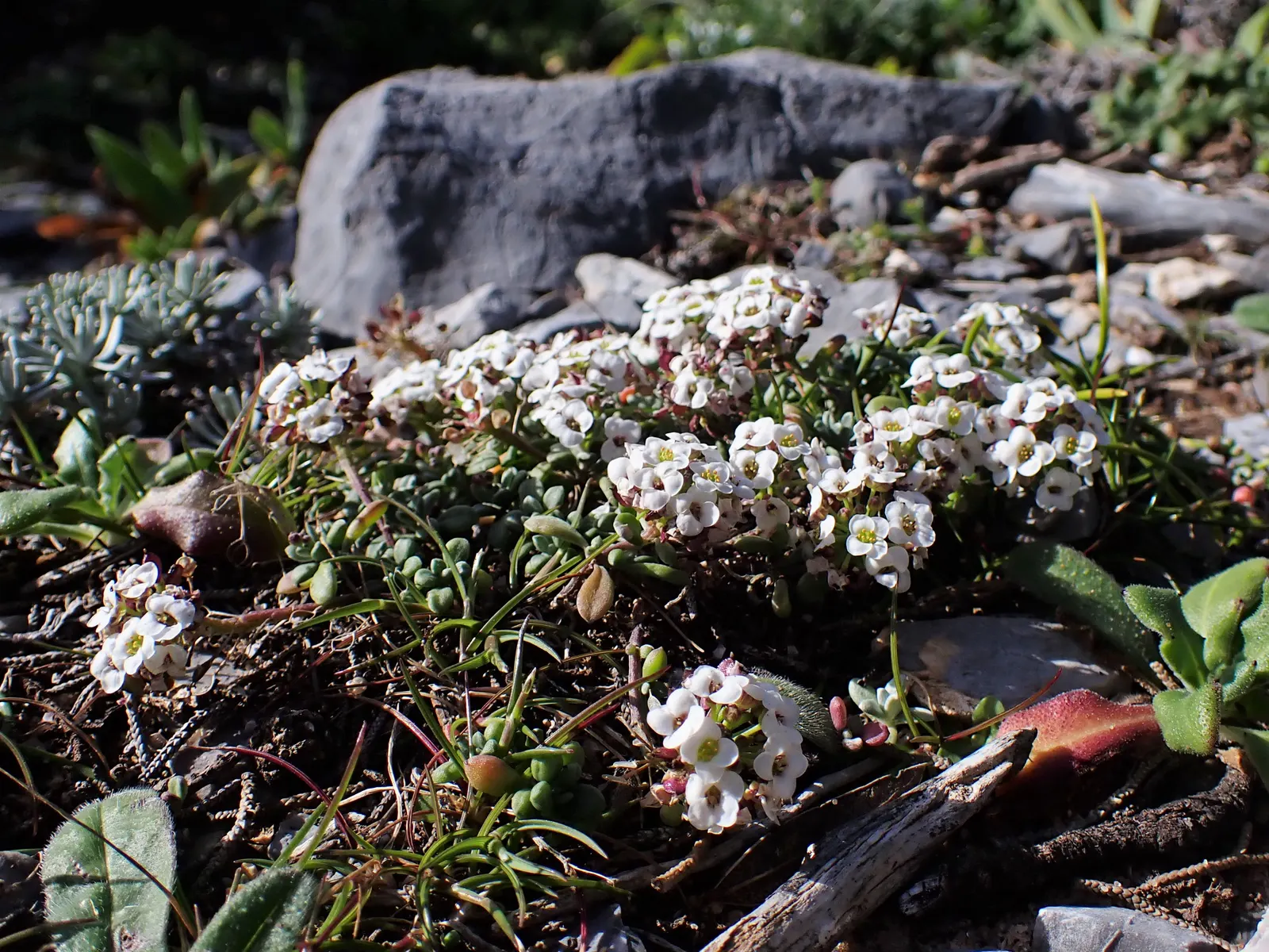 Sweet Alyssum (Lobularia Maritima) — honey-fragranced choice that attracts beneficial pollinators such as bees and butterflies; offers a profusion of fragrant