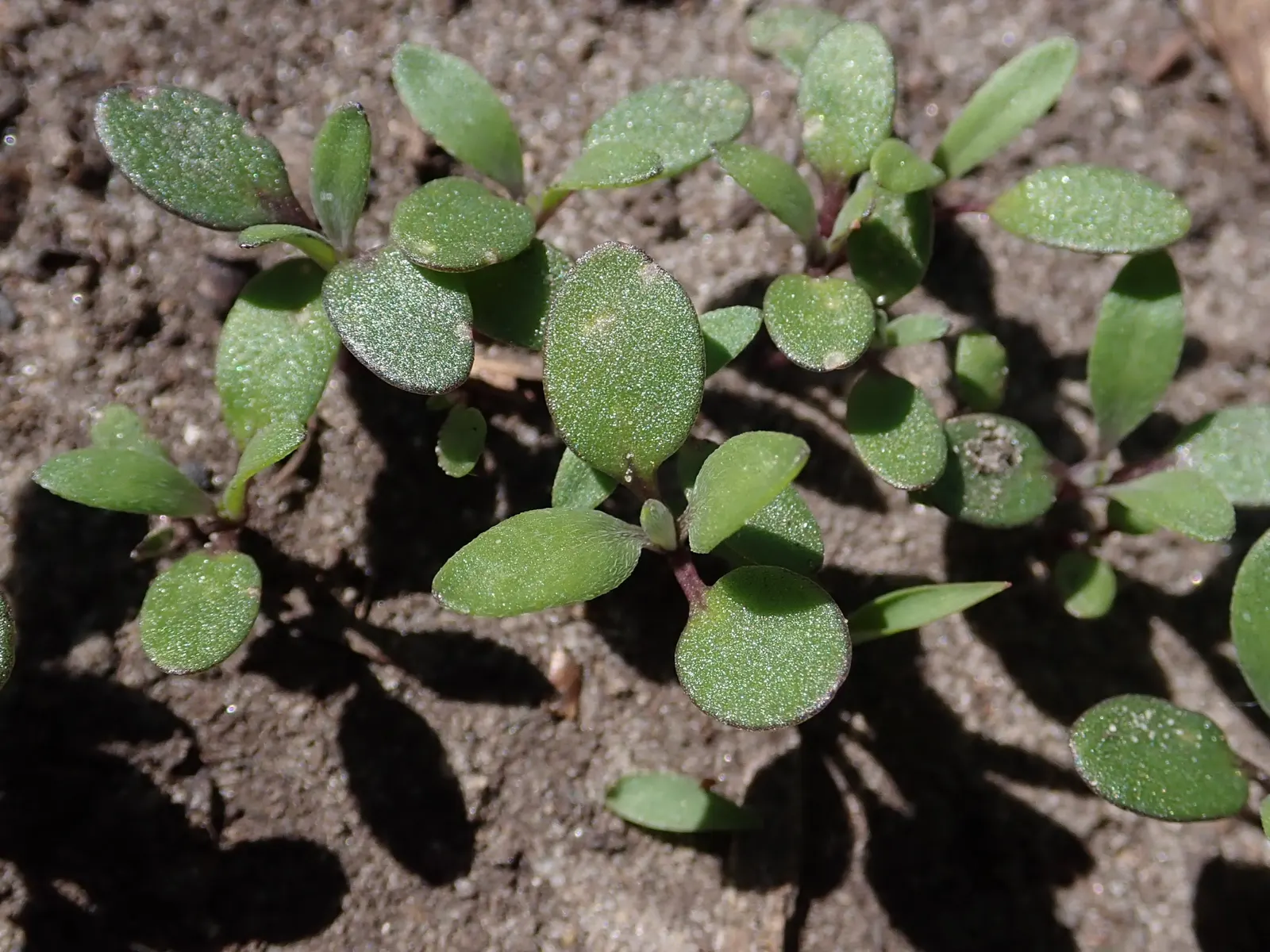 Sweet Alyssum (Lobularia Maritima) — Deadheading is seldom necessary; and its versatility in borders, image 113