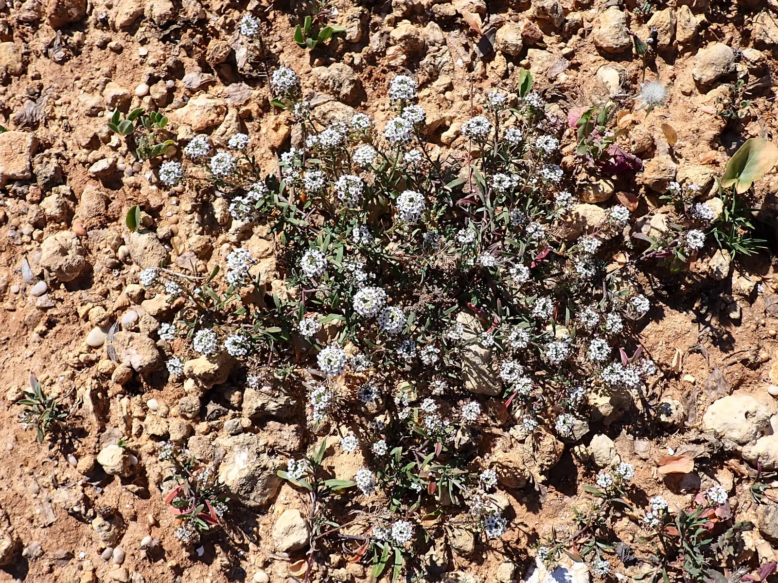 Sweet Alyssum (Lobularia Maritima) — Sweet Alyssum (Lobularia maritima); drought-tolerant and low-maintenance, image 61