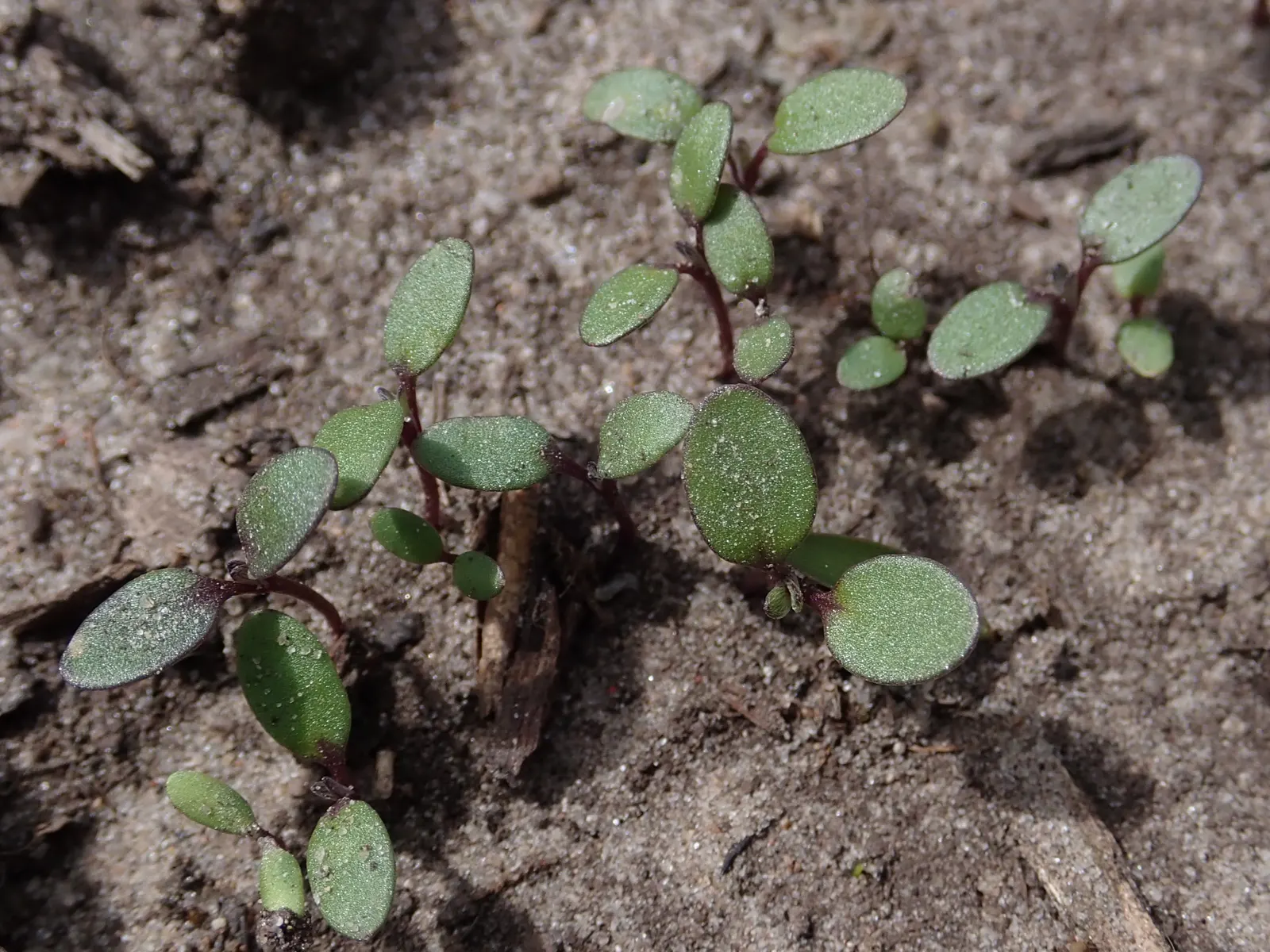 Sweet Alyssum (Lobularia Maritima) — annual / ground cover with white blooms; four-petaled flowers bloom profusely and cling closely to dainty, image 119