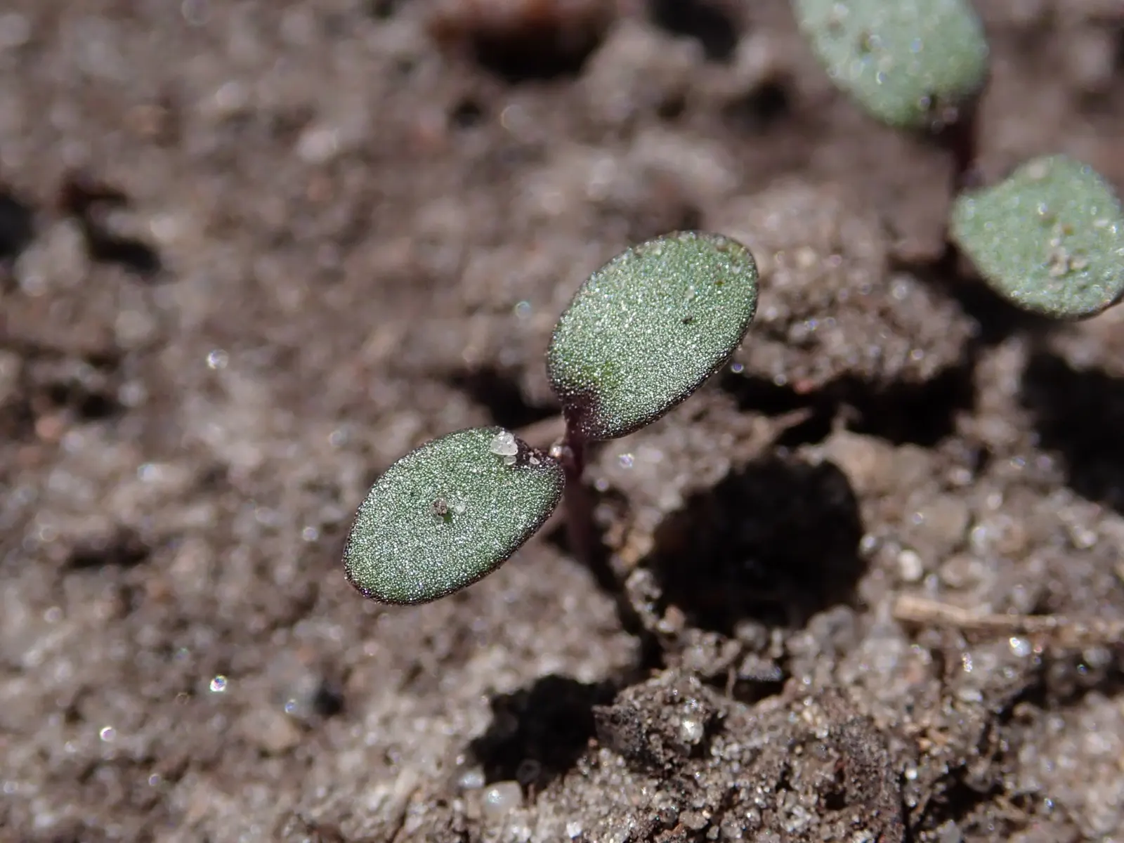 Sweet Alyssum (Lobularia Maritima) — reaching a height of 4 to 8 inches with a spread of 6 to 9 inches; annual / ground cover for full or half or, image 109