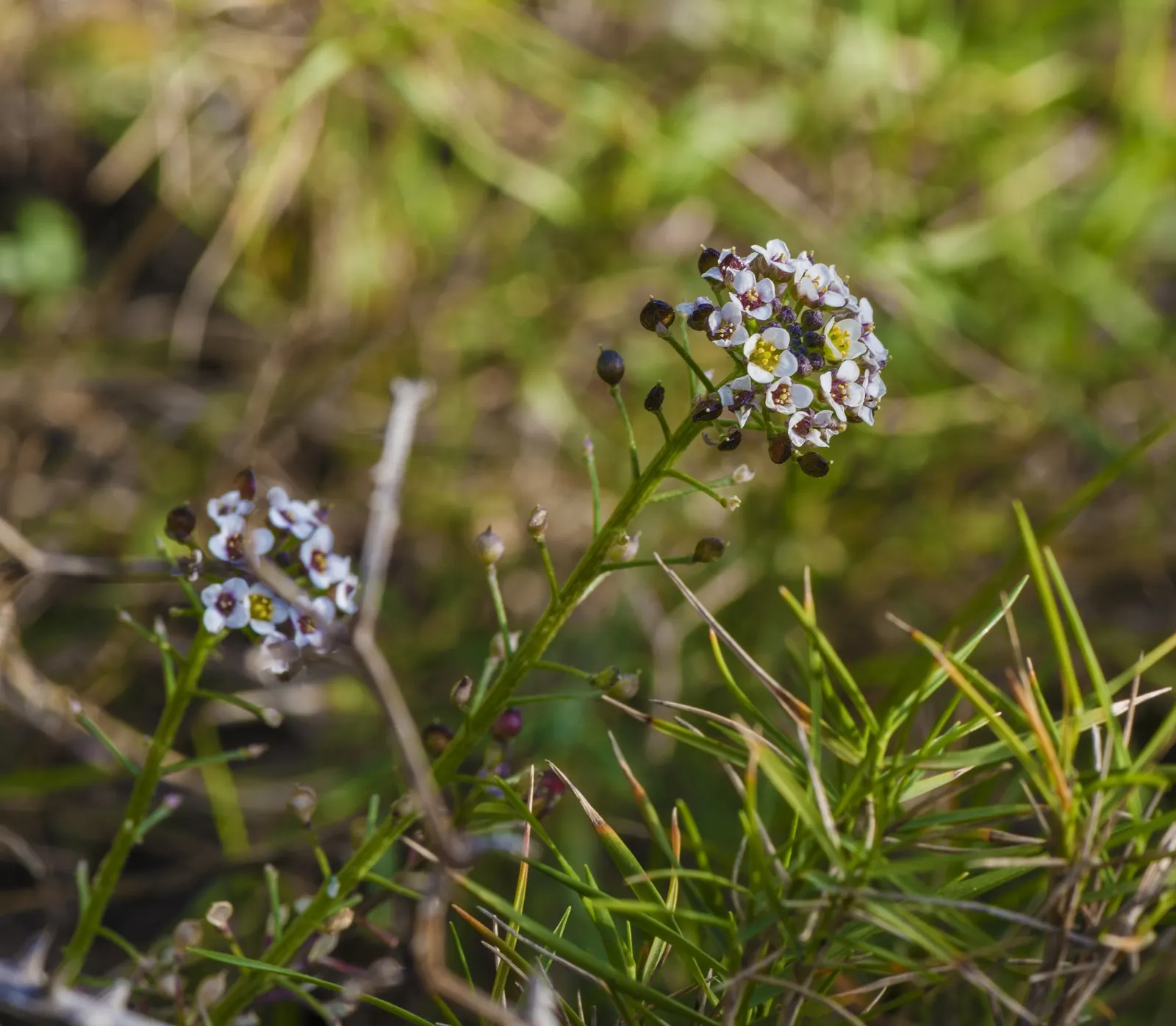 Sweet Alyssum (Lobularia Maritima) — offers a profusion of fragrant white to purple blooms