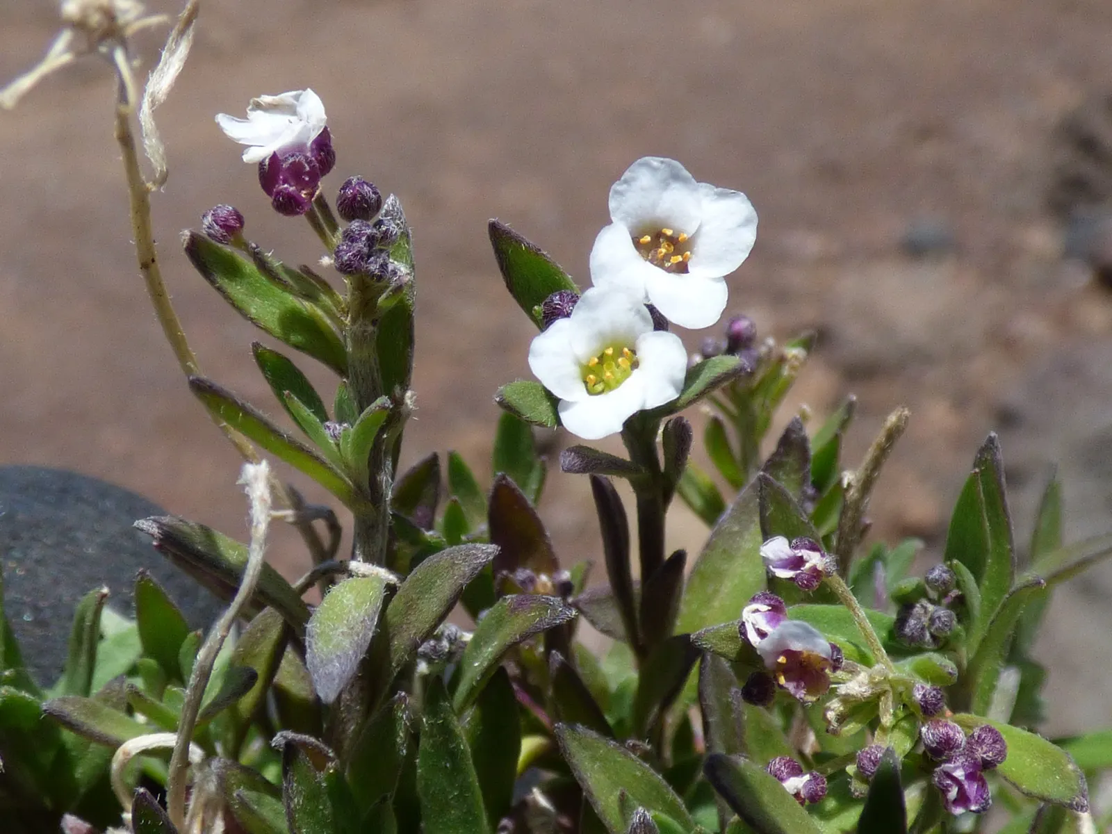 Sweet Alyssum (Lobularia Maritima) — white flowers in the garden; it flourishes in full sun to part shade and reaches 3-9 inches in height with a, image 78
