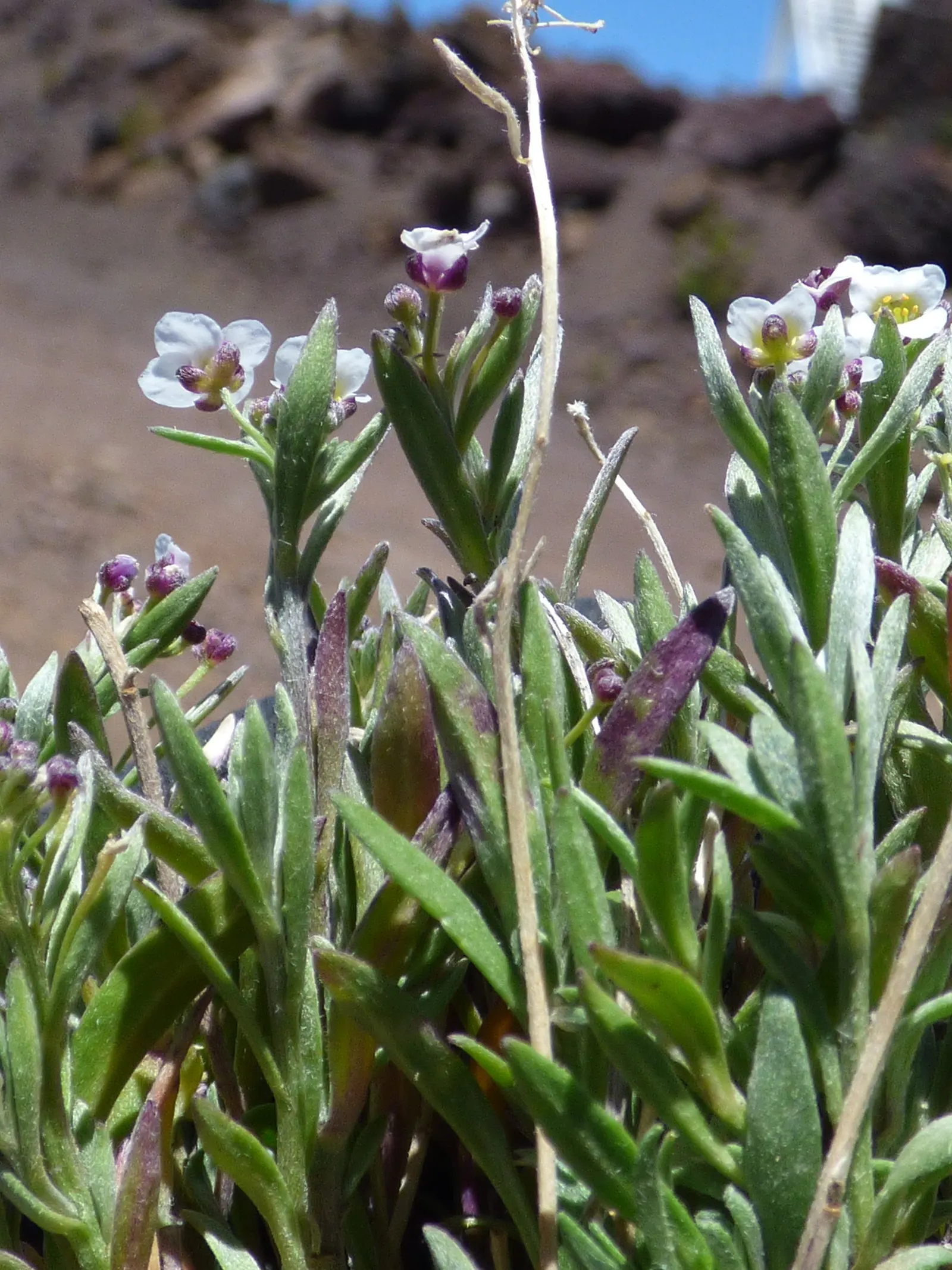 Sweet Alyssum (Lobularia Maritima) — This easy-to-grow annual thrives in USDA hardiness zones 5 through 9; sweet-scented flowers and low