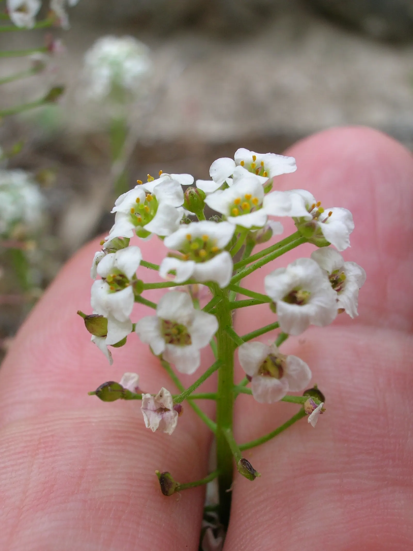 Sweet Alyssum (Lobularia Maritima) — it flourishes in full sun to part shade and reaches 3-9 inches in height with a spread of up to 12 inches