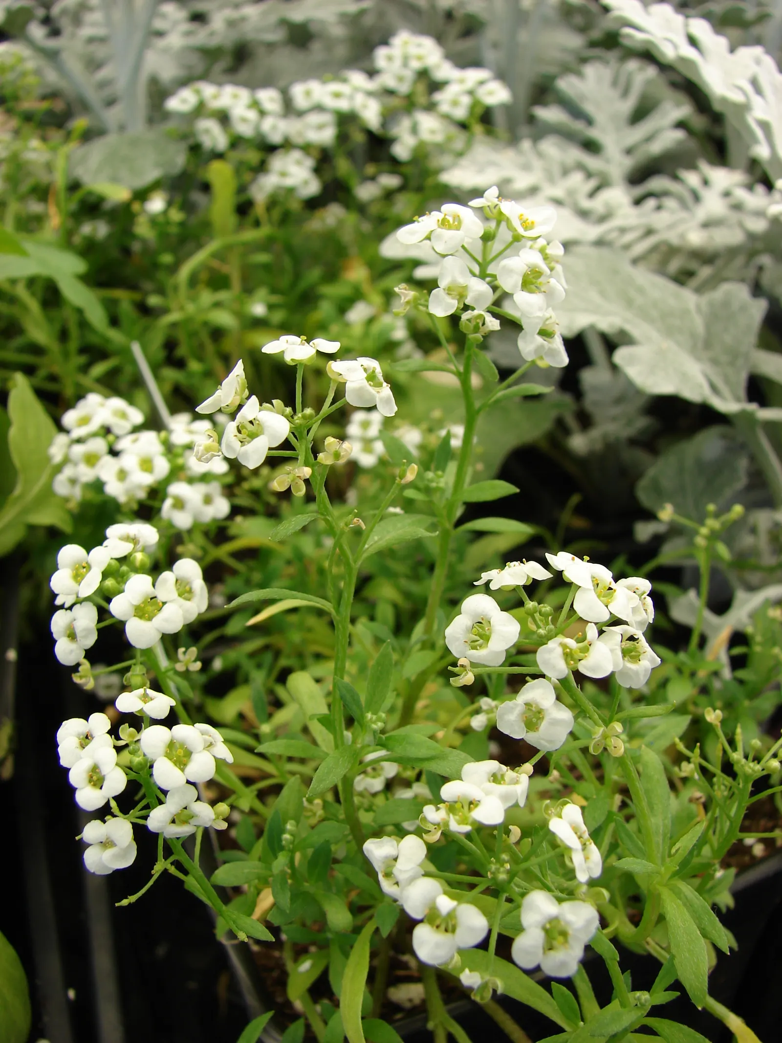 Sweet Alyssum (Lobularia Maritima) — reaching a height of 4 to 8 inches with a spread of 6 to 9 inches; annual / ground cover for full or half or, image 49