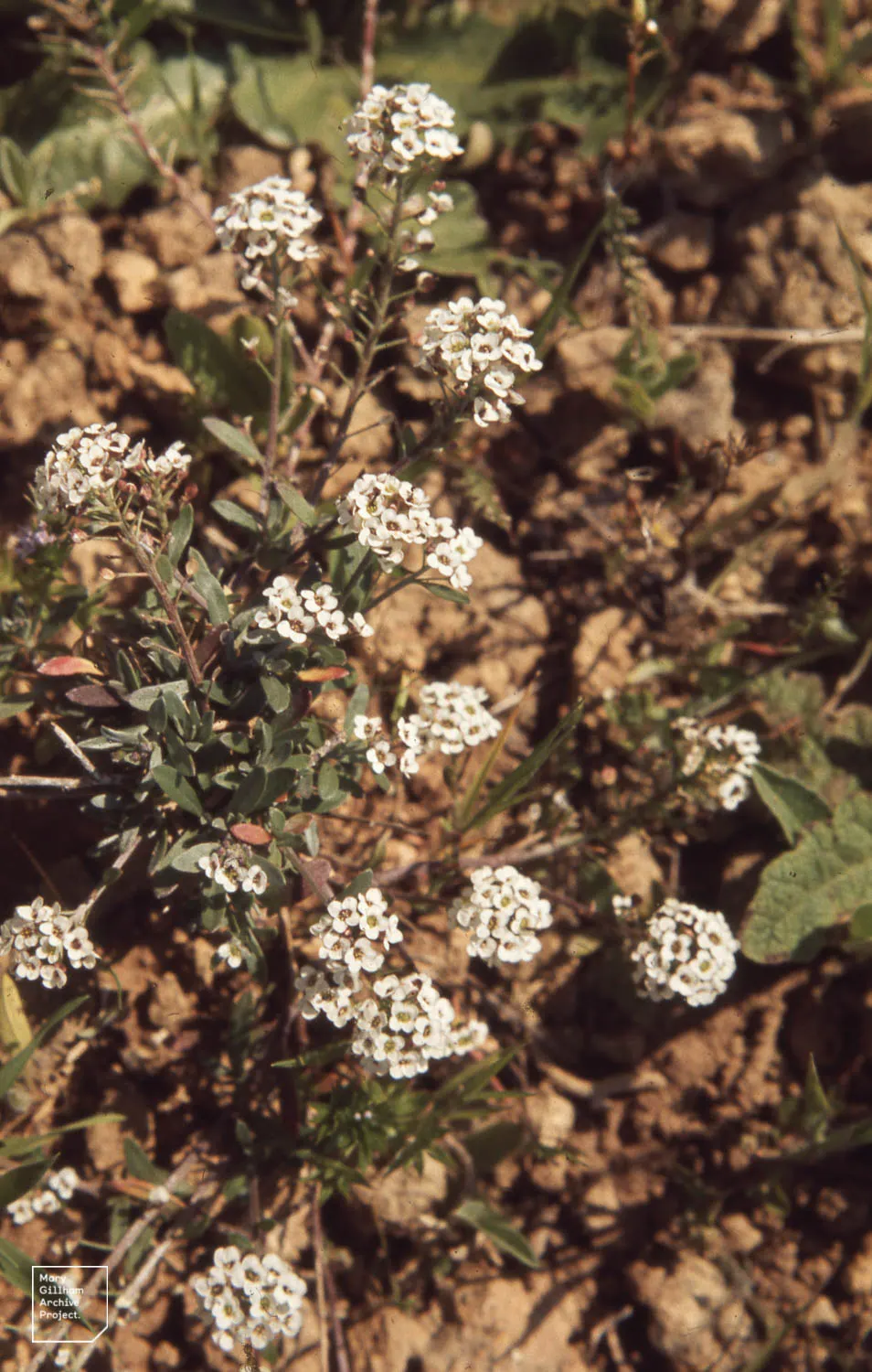 Sweet Alyssum (Lobularia Maritima) — Drought-tolerant and low-maintenance; providing a honey-scented allure and attracting pollinators from spring, image 84