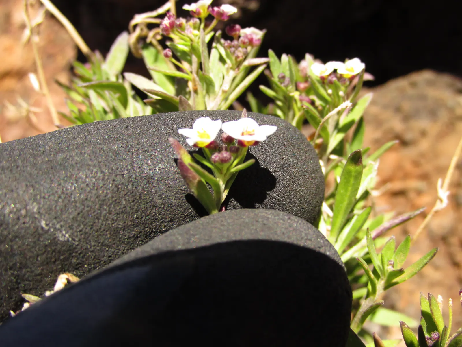 Sweet Alyssum (Lobularia Maritima) — sweet-scented flowers and low; annual / ground cover with white blooms, image 46