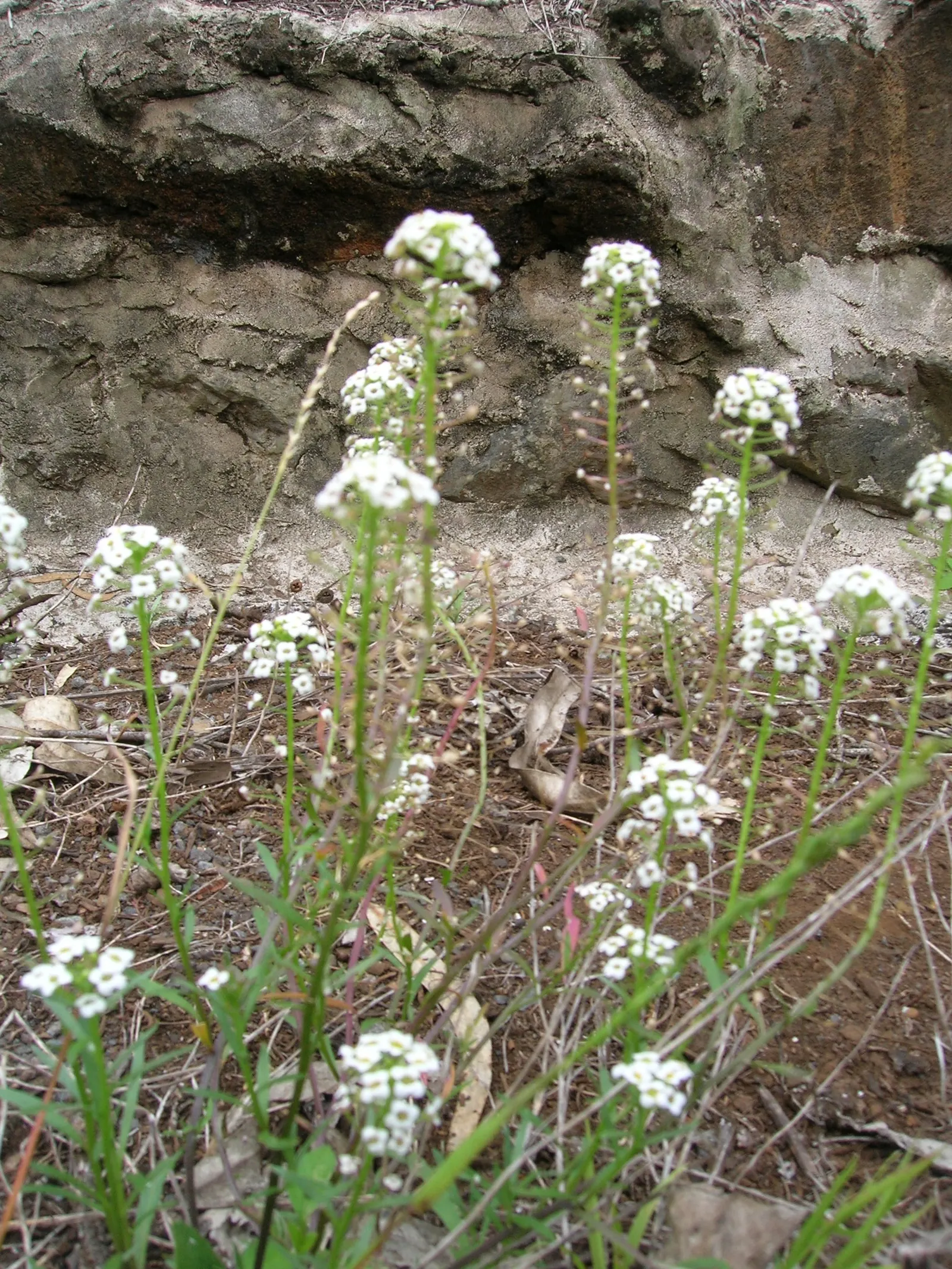 Sweet Alyssum (Lobularia Maritima) — offers a profusion of fragrant white to purple blooms; lance-shaped leaves that remain a lush grayish-green, image 82