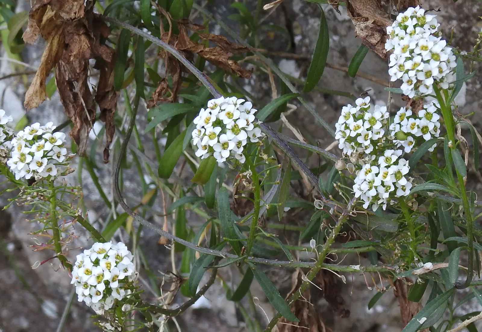 Sweet Alyssum (Lobularia Maritima) — lance-shaped leaves that remain a lush grayish-green throughout the growing season; as it frequently, image 51