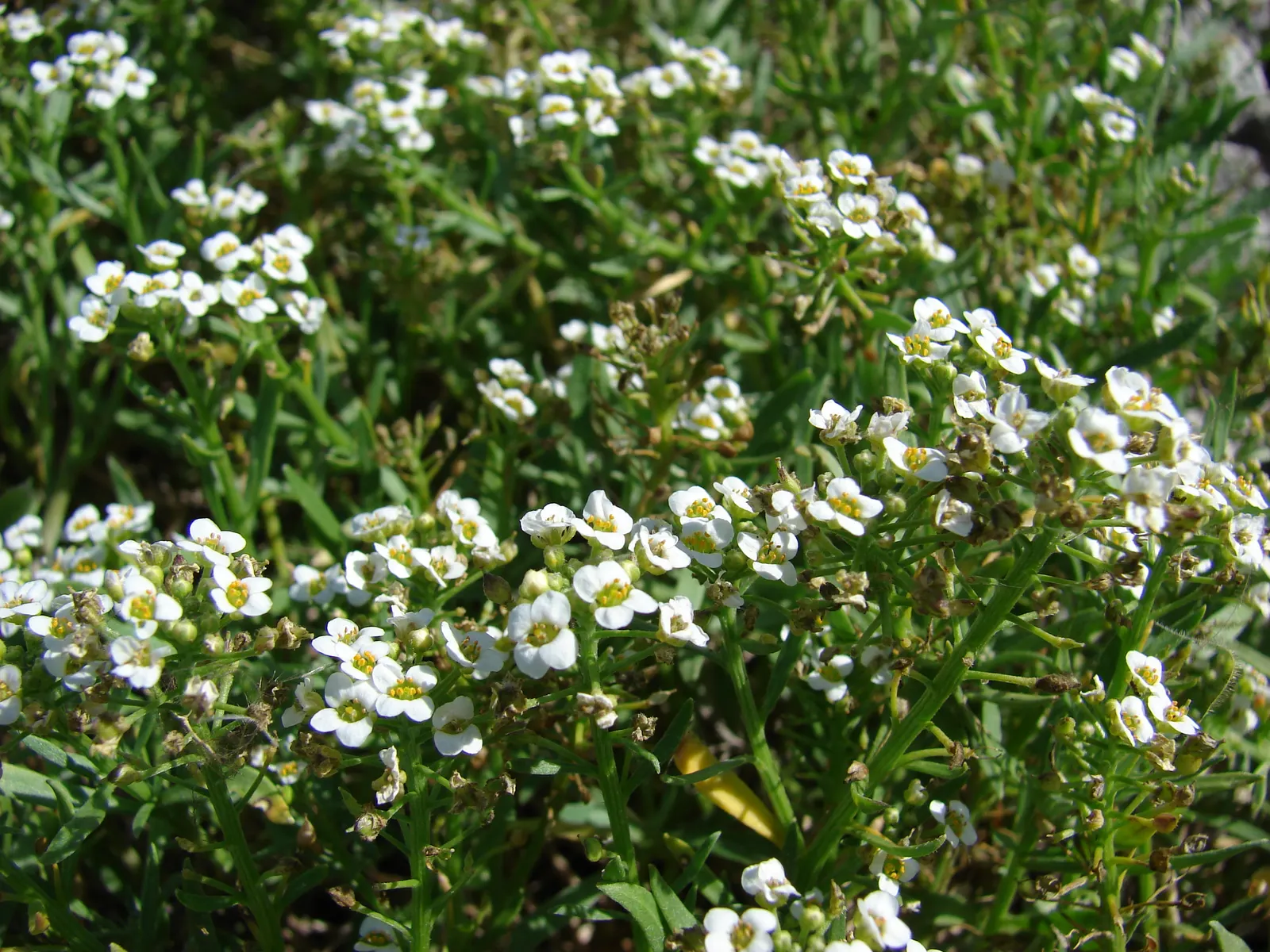 Sweet Alyssum (Lobularia Maritima) — Its flowering prowess from late spring through fall offers long-lasting visual interest; reaching a height of, image 76