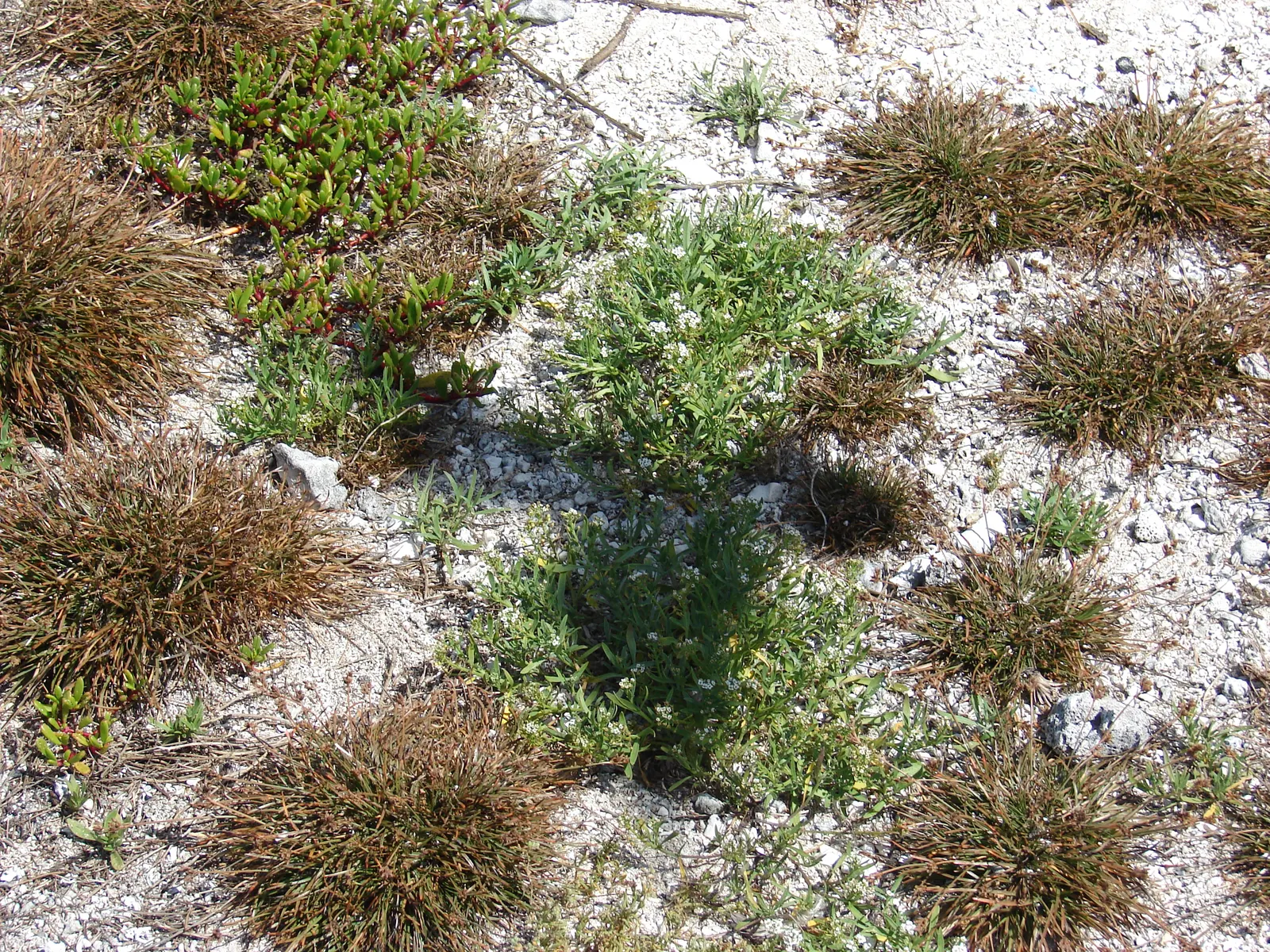 Sweet Alyssum (Lobularia Maritima) — it flourishes in full sun to part shade and reaches 3-9 inches in height with a spread of up to 12 inches, image 63