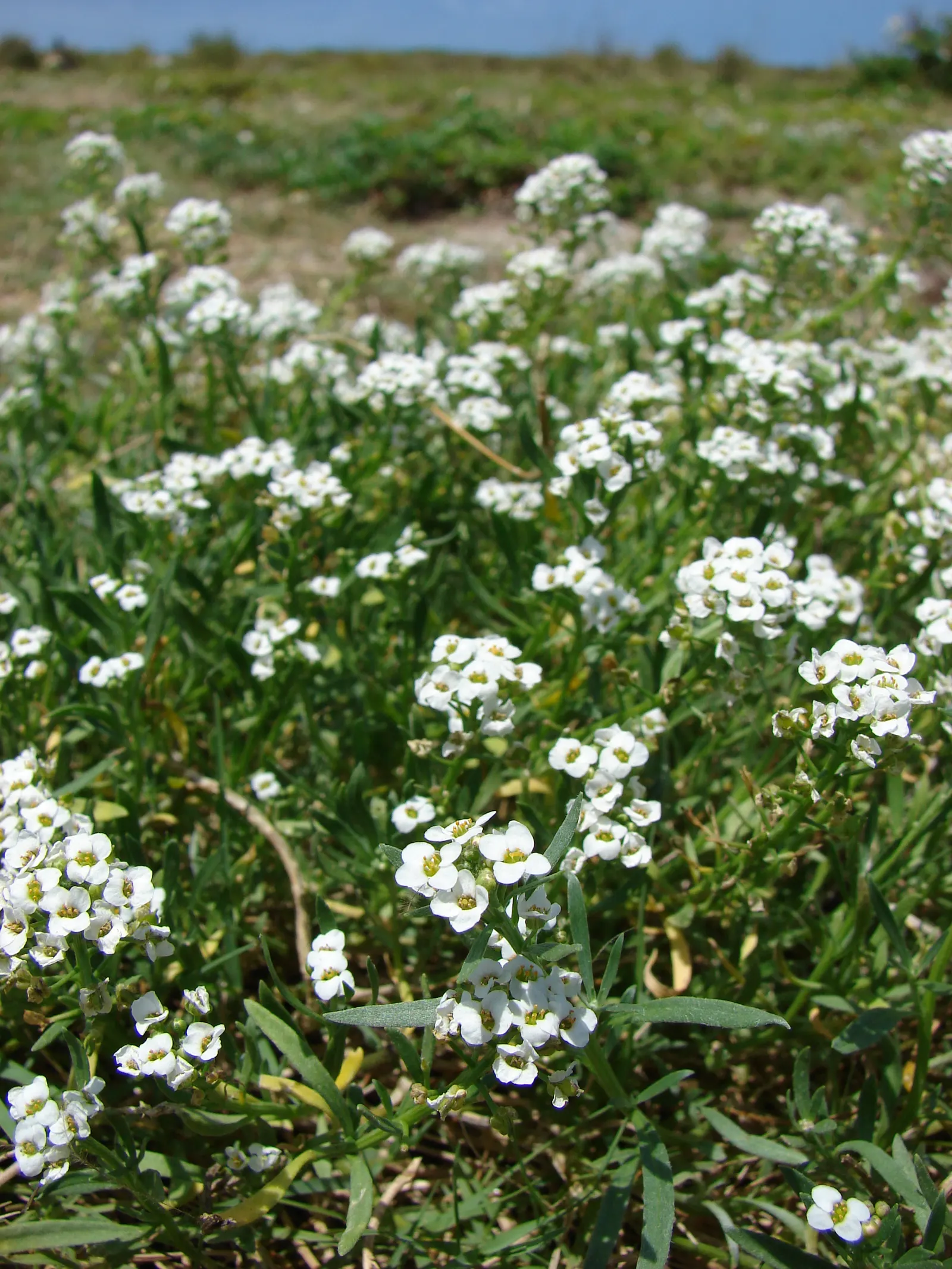 Sweet Alyssum (Lobularia Maritima) — providing a honey-scented allure and attracting pollinators from spring through fall; the blossoms are, image 65