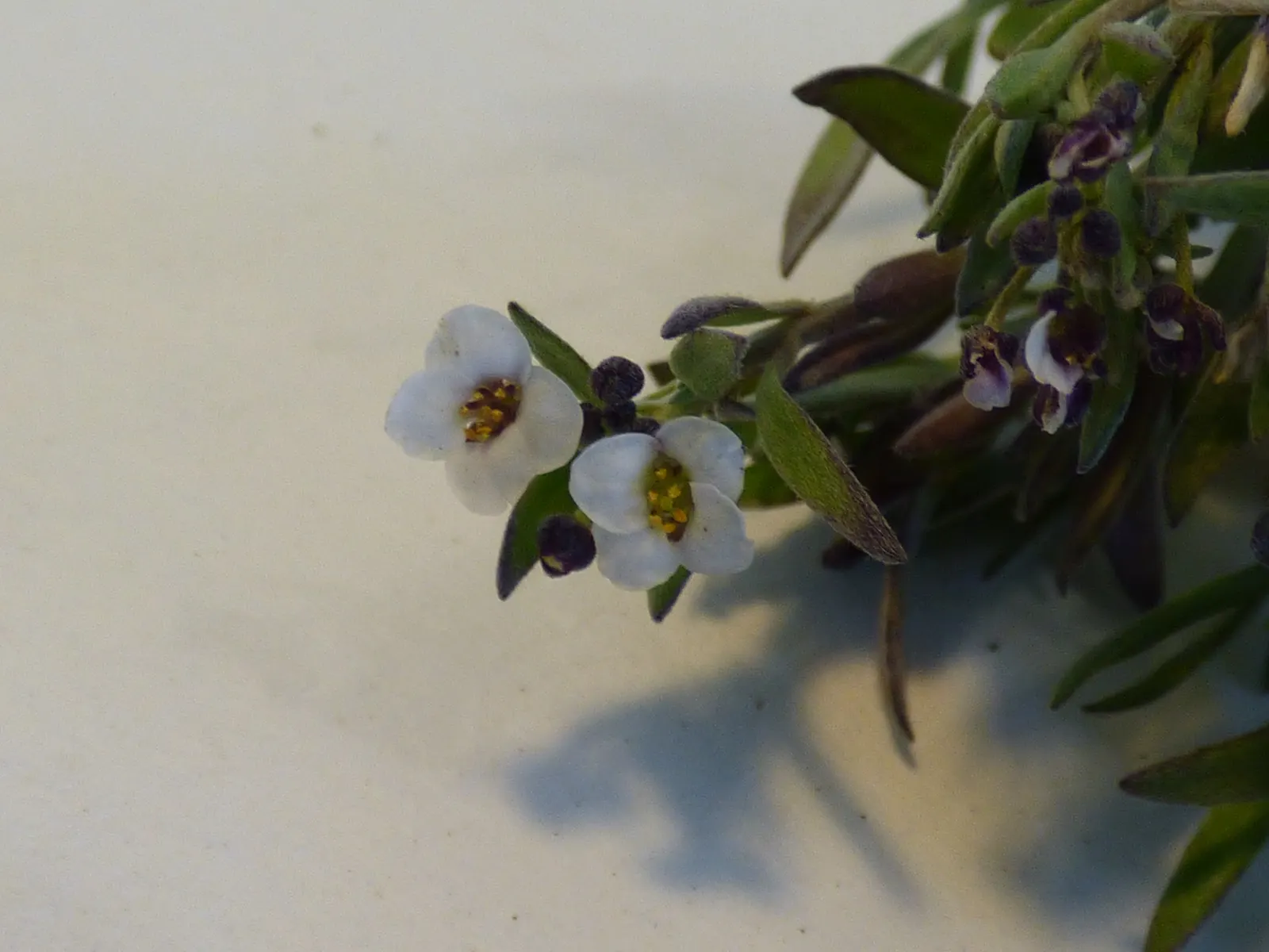 Sweet Alyssum (Lobularia Maritima) — reaching a height of 4 to 8 inches with a spread of 6 to 9 inches; annual / ground cover for full or half or, image 69