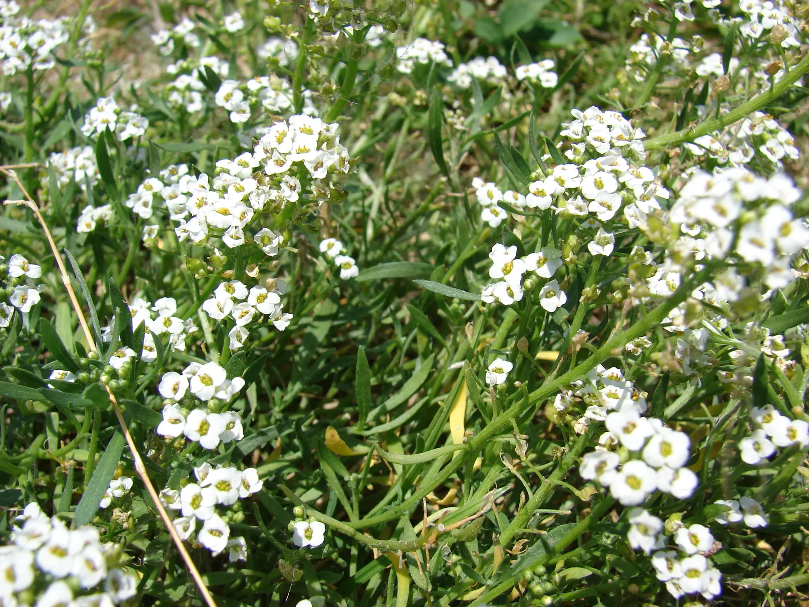 Sweet Alyssum (Lobularia Maritima) — sweet-scented flowers and low; annual / ground cover with white blooms, image 66