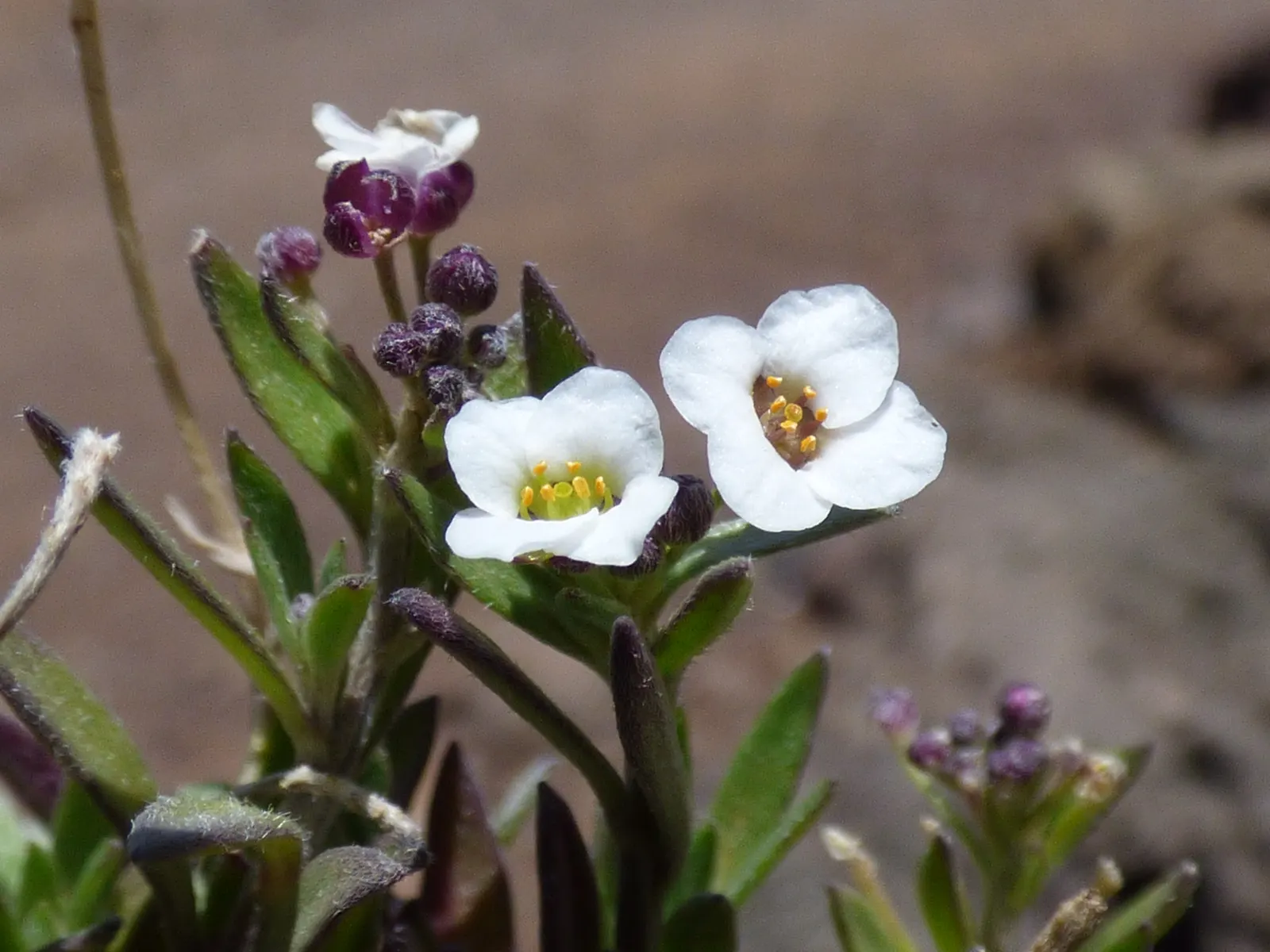 Sweet Alyssum (Lobularia Maritima) — Sweet Alyssum (Lobularia maritima); drought-tolerant and low-maintenance, image 81