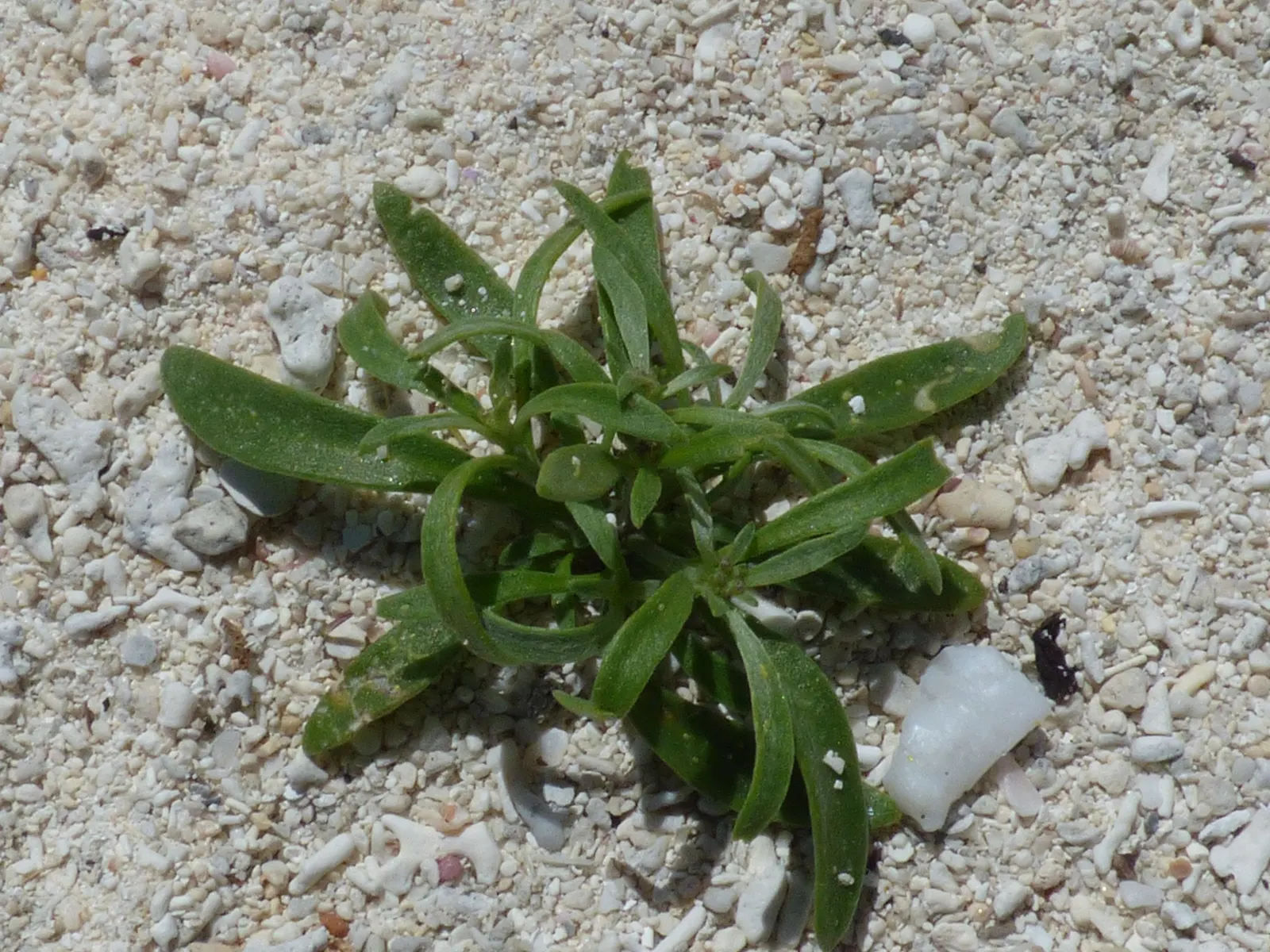 Sweet Alyssum (Lobularia Maritima) — and its versatility in borders; deadheading is seldom necessary, image 68