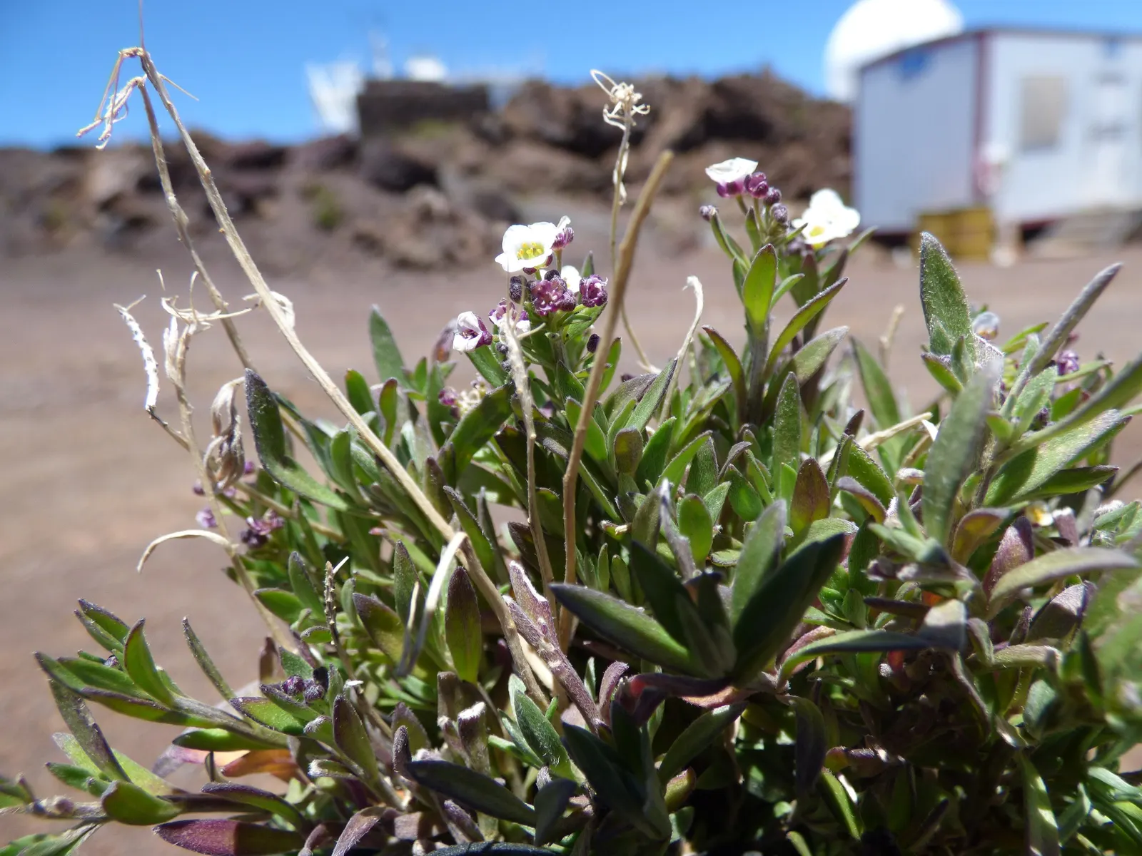 Sweet Alyssum (Lobularia Maritima) — honey-fragranced choice that attracts beneficial pollinators such as bees and butterflies; offers a profusion, image 75