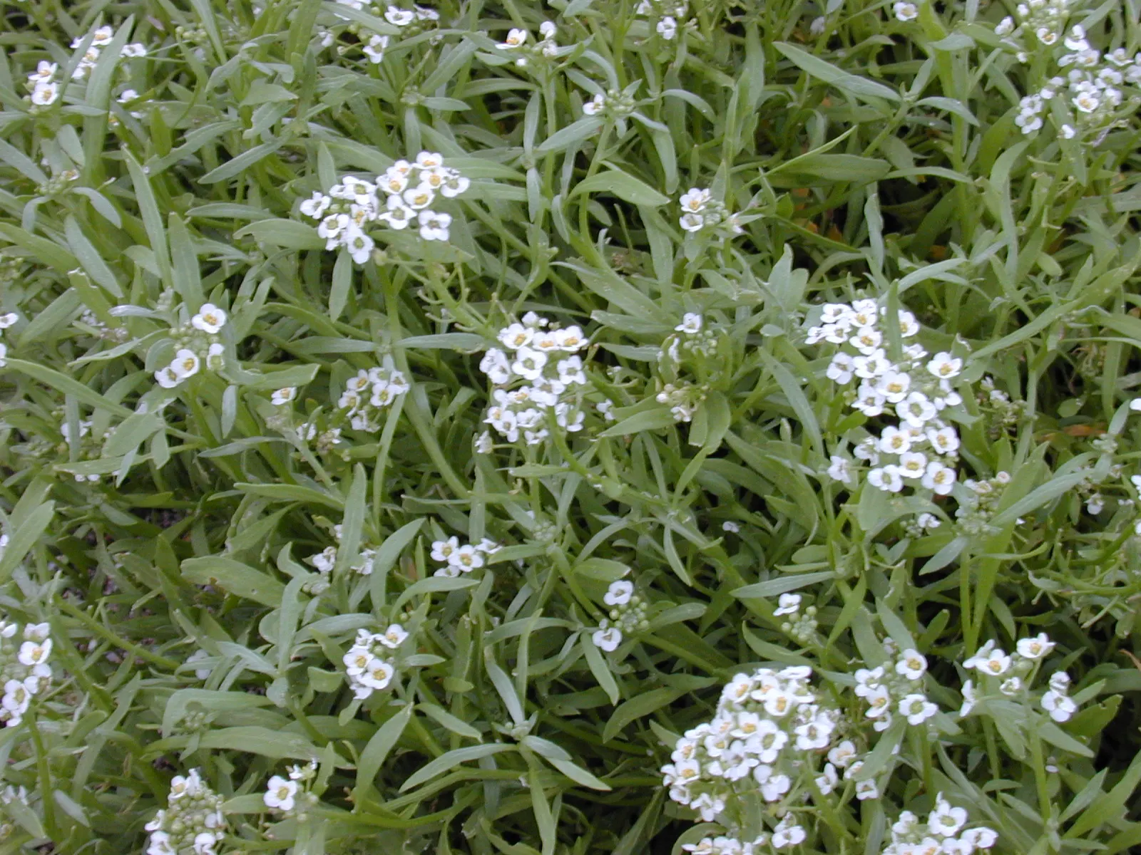 Sweet Alyssum (Lobularia Maritima) — white flowers in the garden
