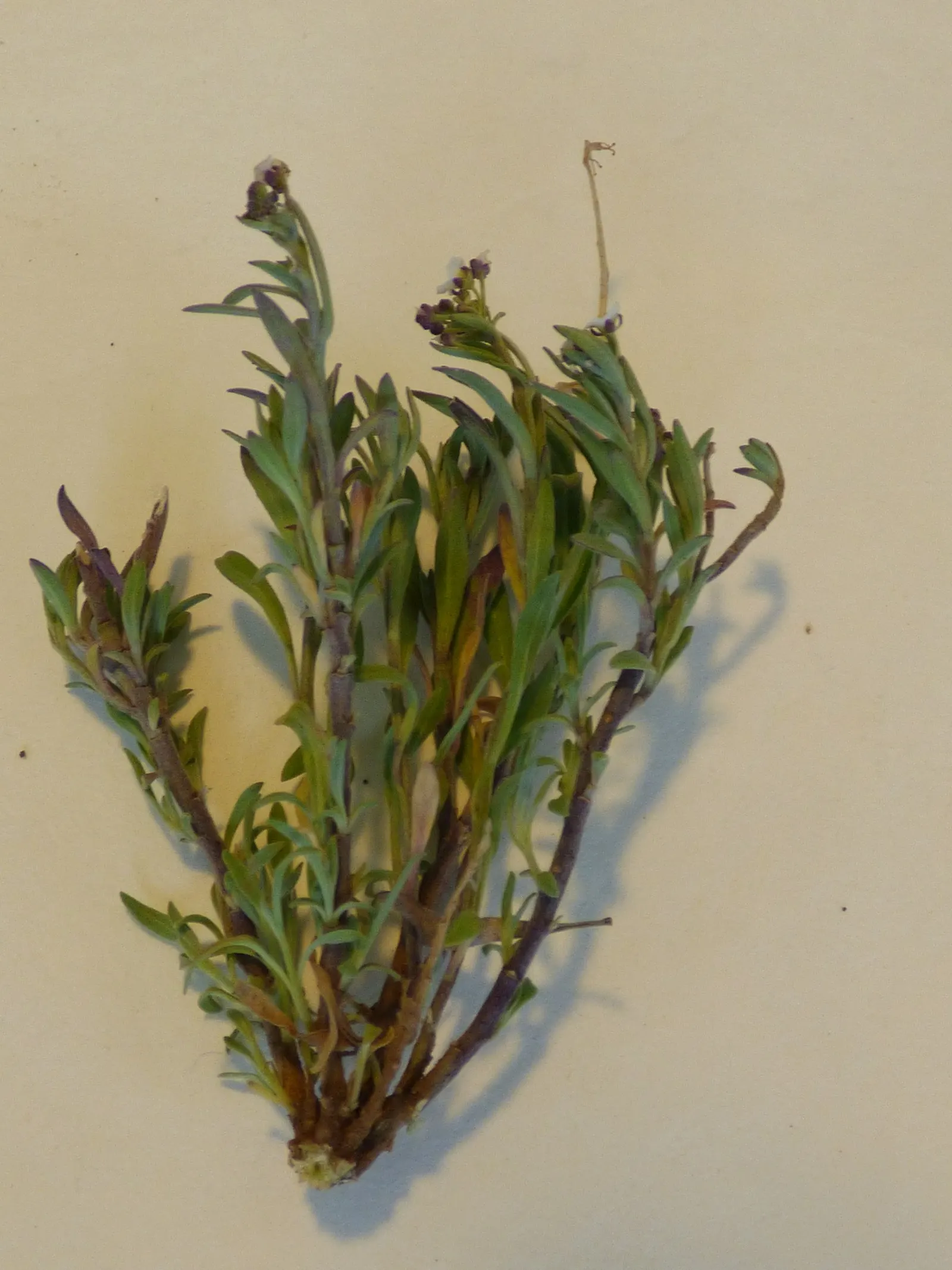 Sweet Alyssum (Lobularia Maritima) — lance-shaped leaves that remain a lush grayish-green throughout the growing season; as it frequently, image 71