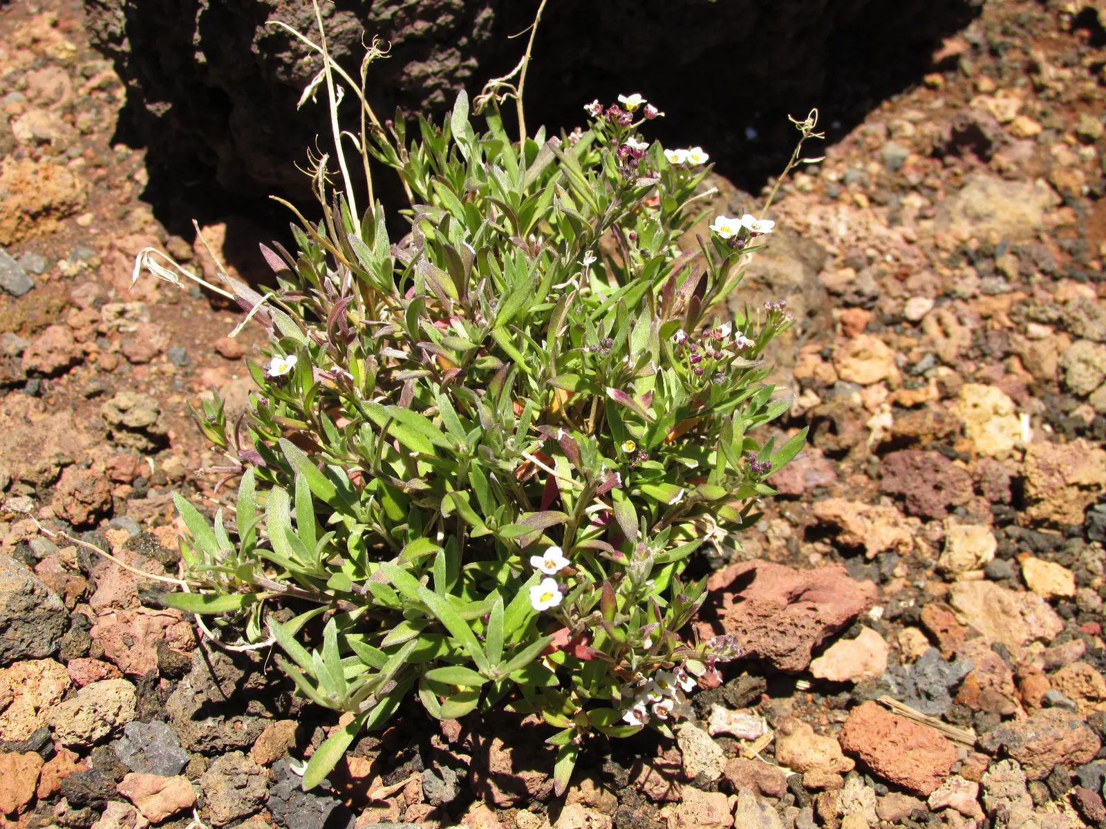Sweet Alyssum (Lobularia Maritima) — Sweet Alyssum (Lobularia maritima); drought-tolerant and low-maintenance, image 101